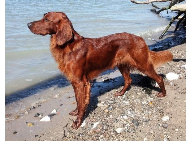 Specialklubudstilling i Vissenbjerg den 14. Juni 2026