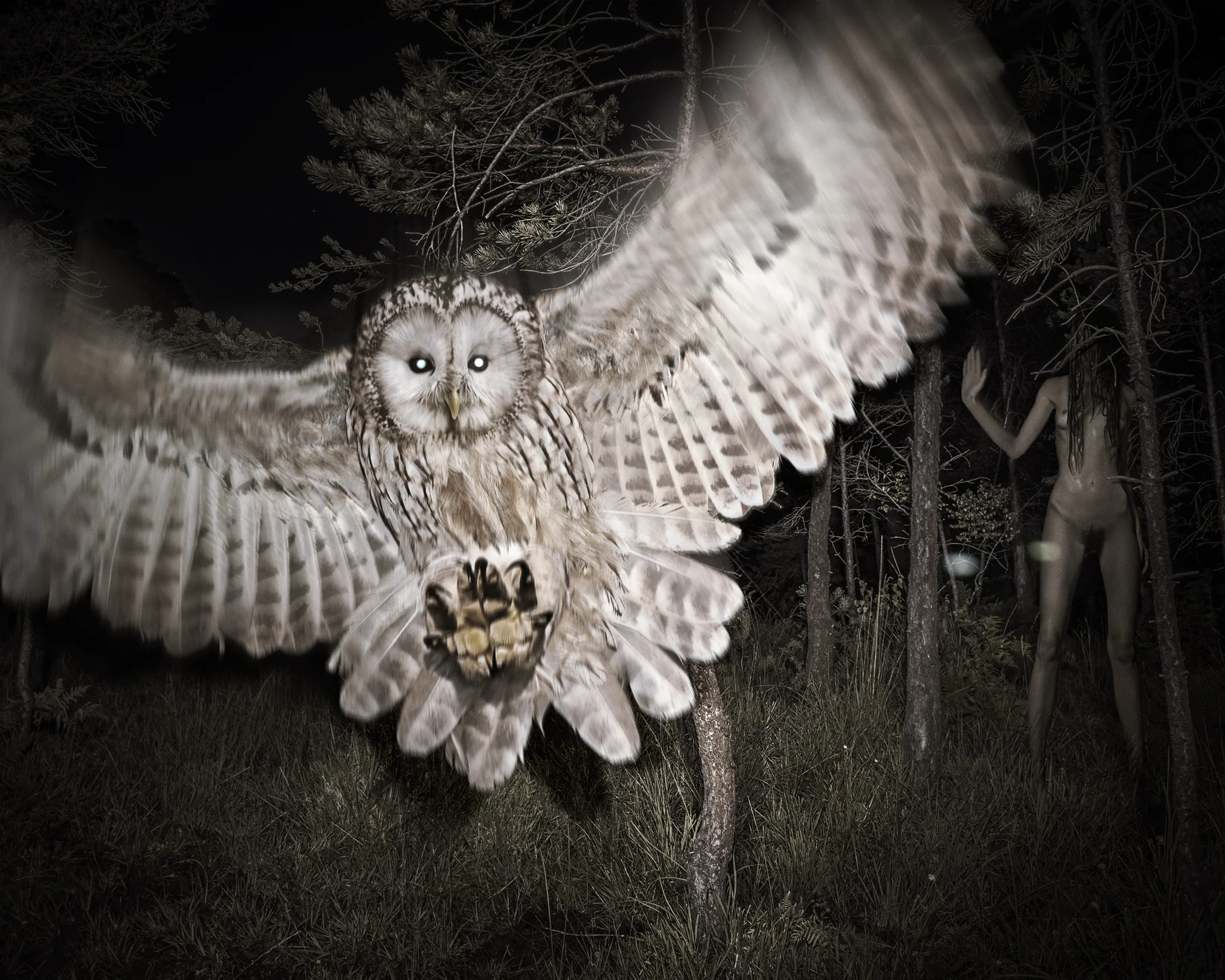Owl attack
