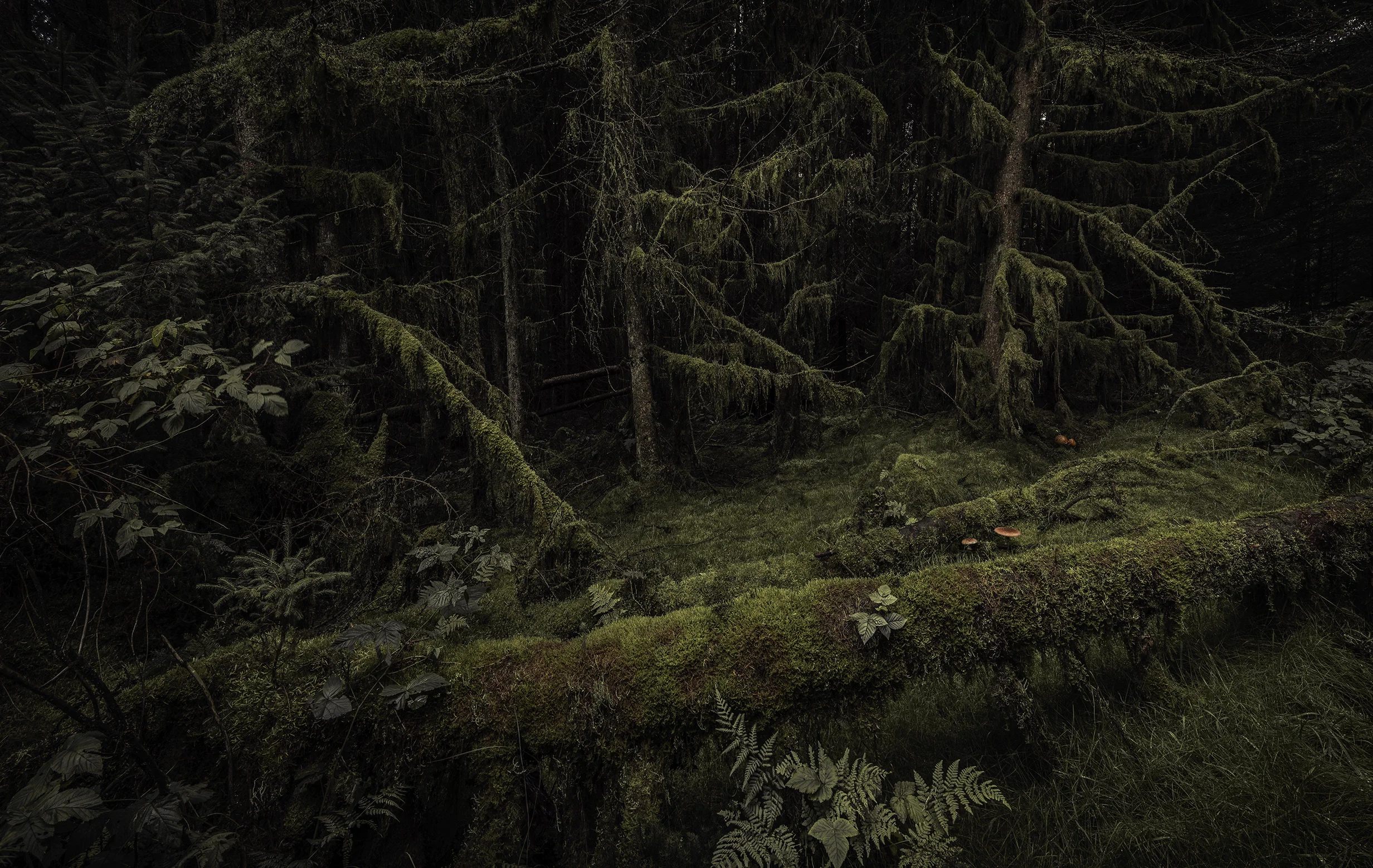 enchanted forest_1.jpg
