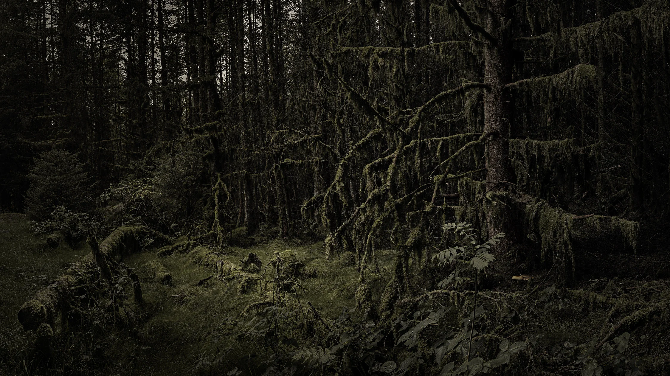 enchanted forest_2.jpg