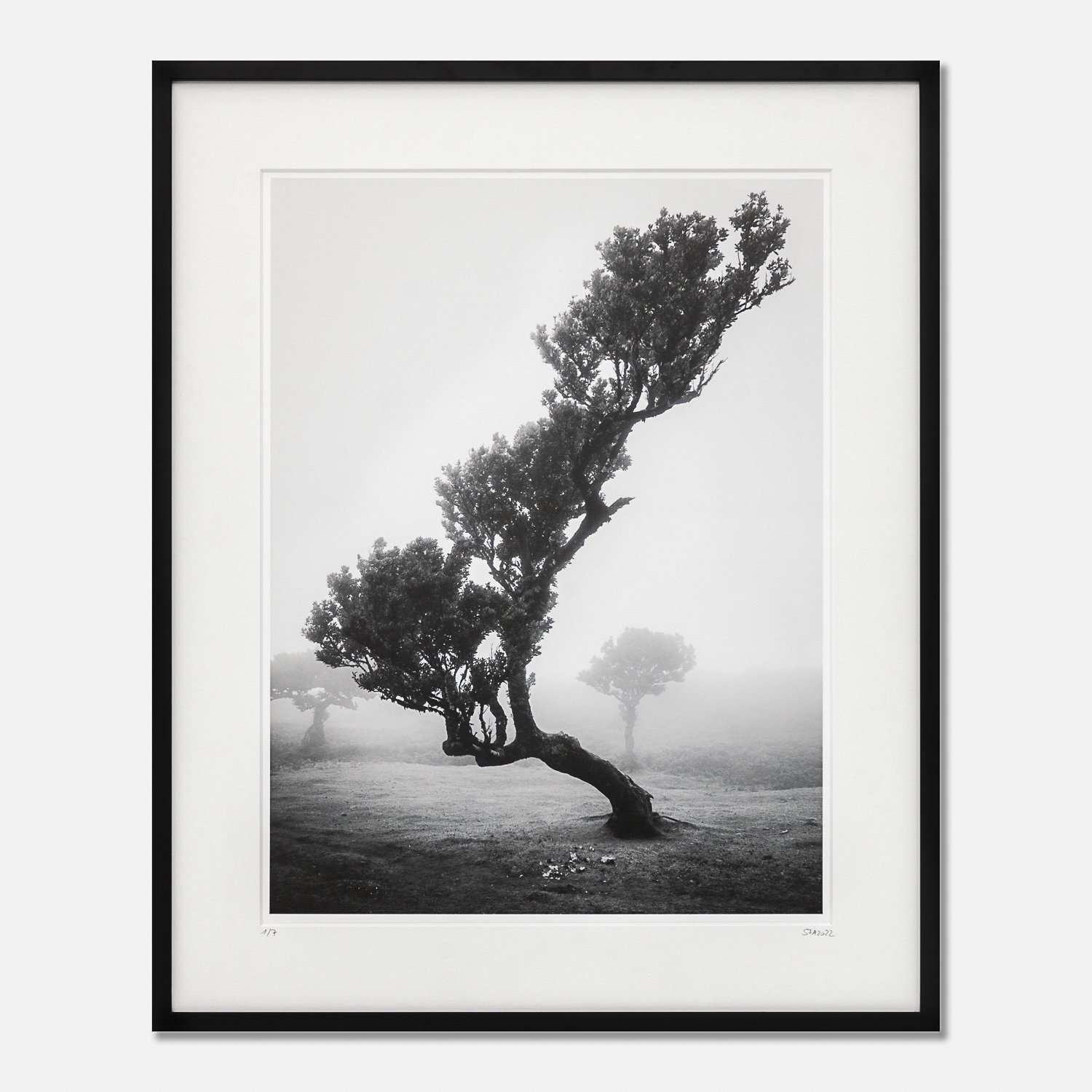 SILVERFINEART GALLERY - Gerald Berghammer - Ancient Laurisilva Forest, Portugal