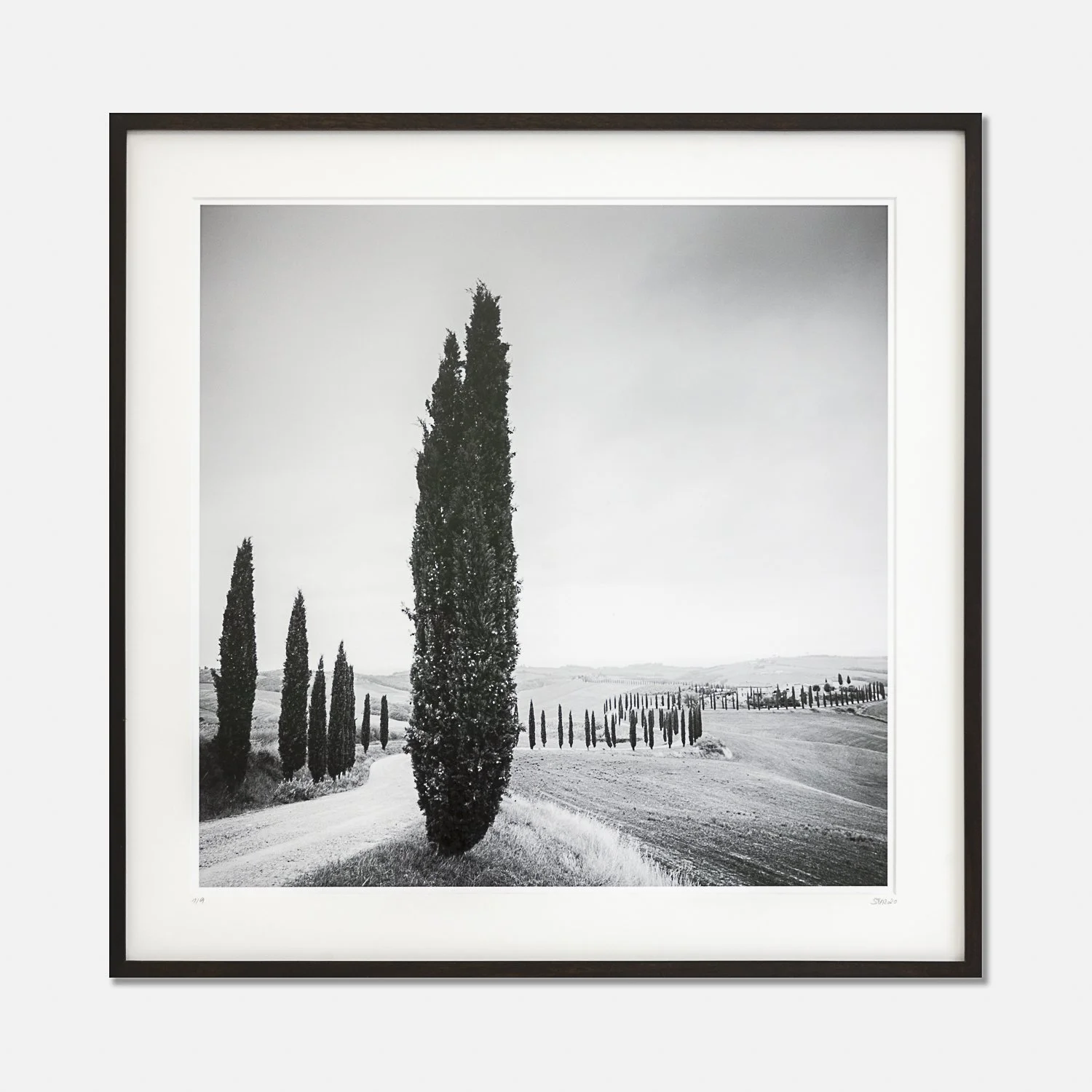 SILVERFINEART GALLERY - Gerald Berghammer - Cypress Trees Study #1, Tuscany, Italy