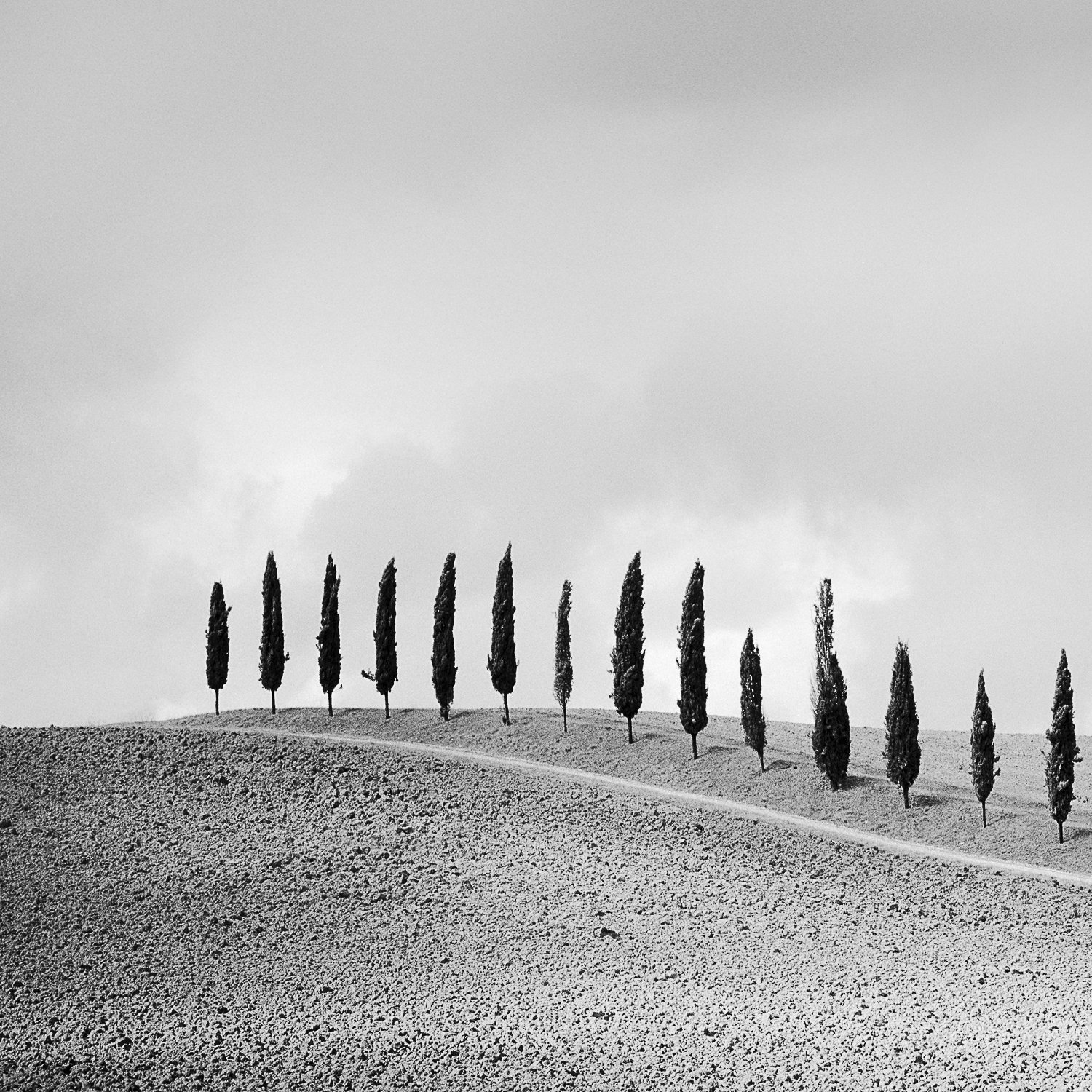 SILVERFINEART GALLERY - Gerald Berghammer - Row of Cypress Trees #1, Tuscany, Italy