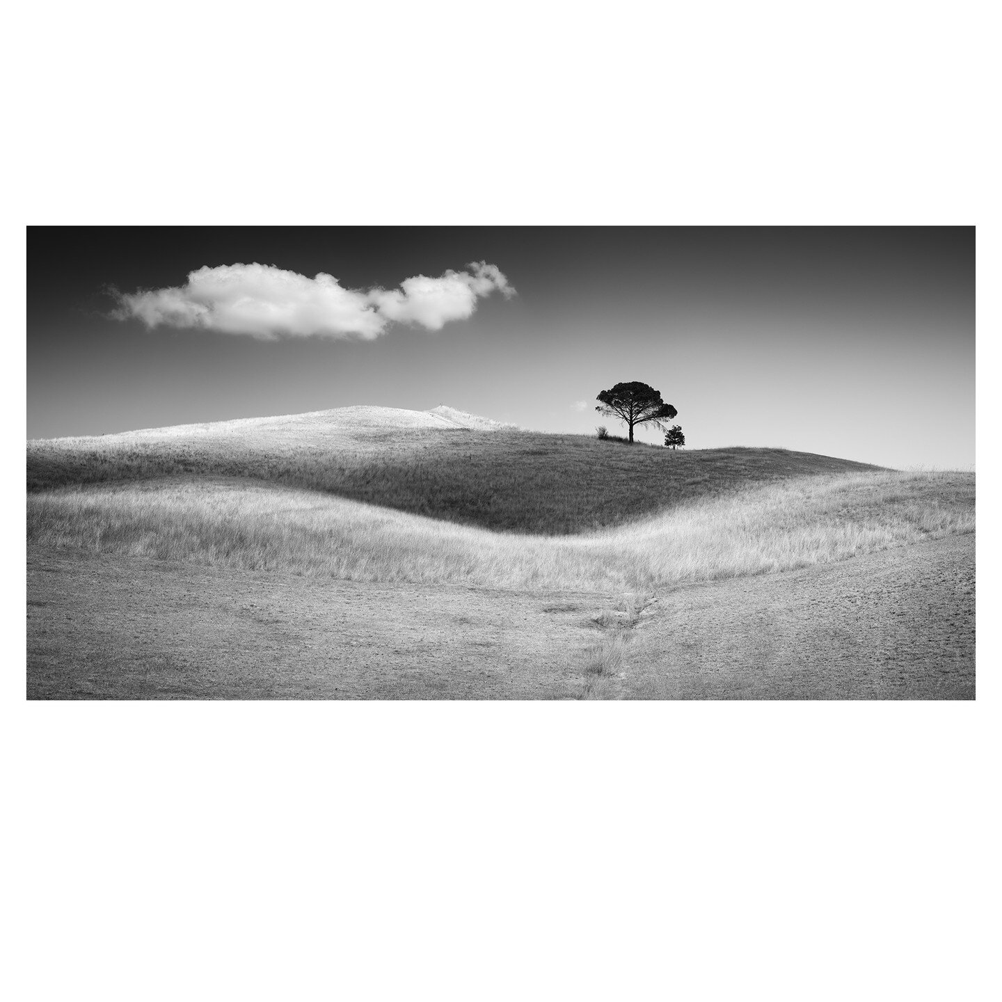 Italian Stone Pines Study 1, Tuscany
.
.
#landscapephotography
#mediumformatphotography
#blackandwhitephotography
#panorama 
#blackandwhite
#bnw
#monochrome
#monoart
#bw
#monotone
#monochromatic
#fineart_photobw
#geraldberghammer
#hasselblad_official