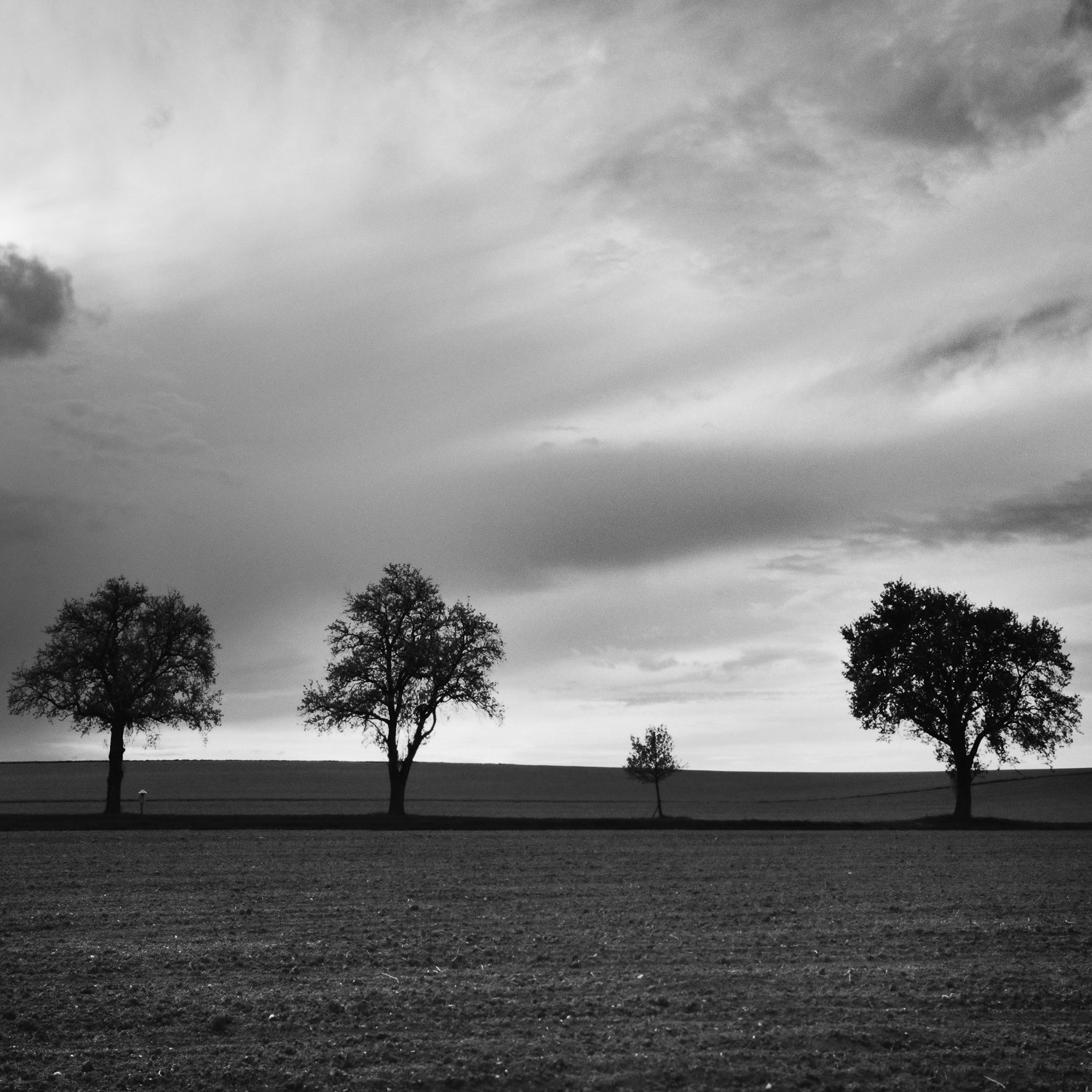 Gerald Berghammer | Three and a half Tree, Austria | Matted Fine Art Print for Sale