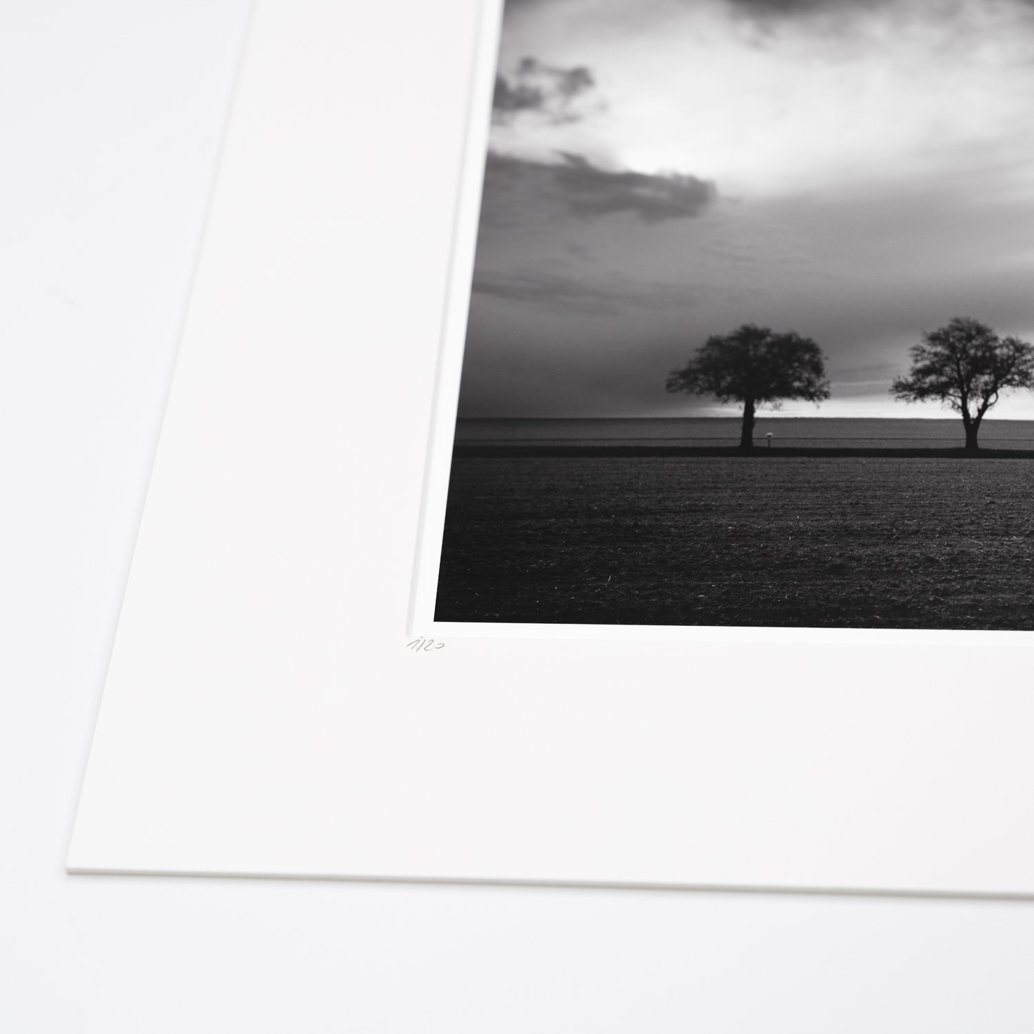 Gerald Berghammer | Three and a half Tree, Austria | Matted Fine Art Print for Sale