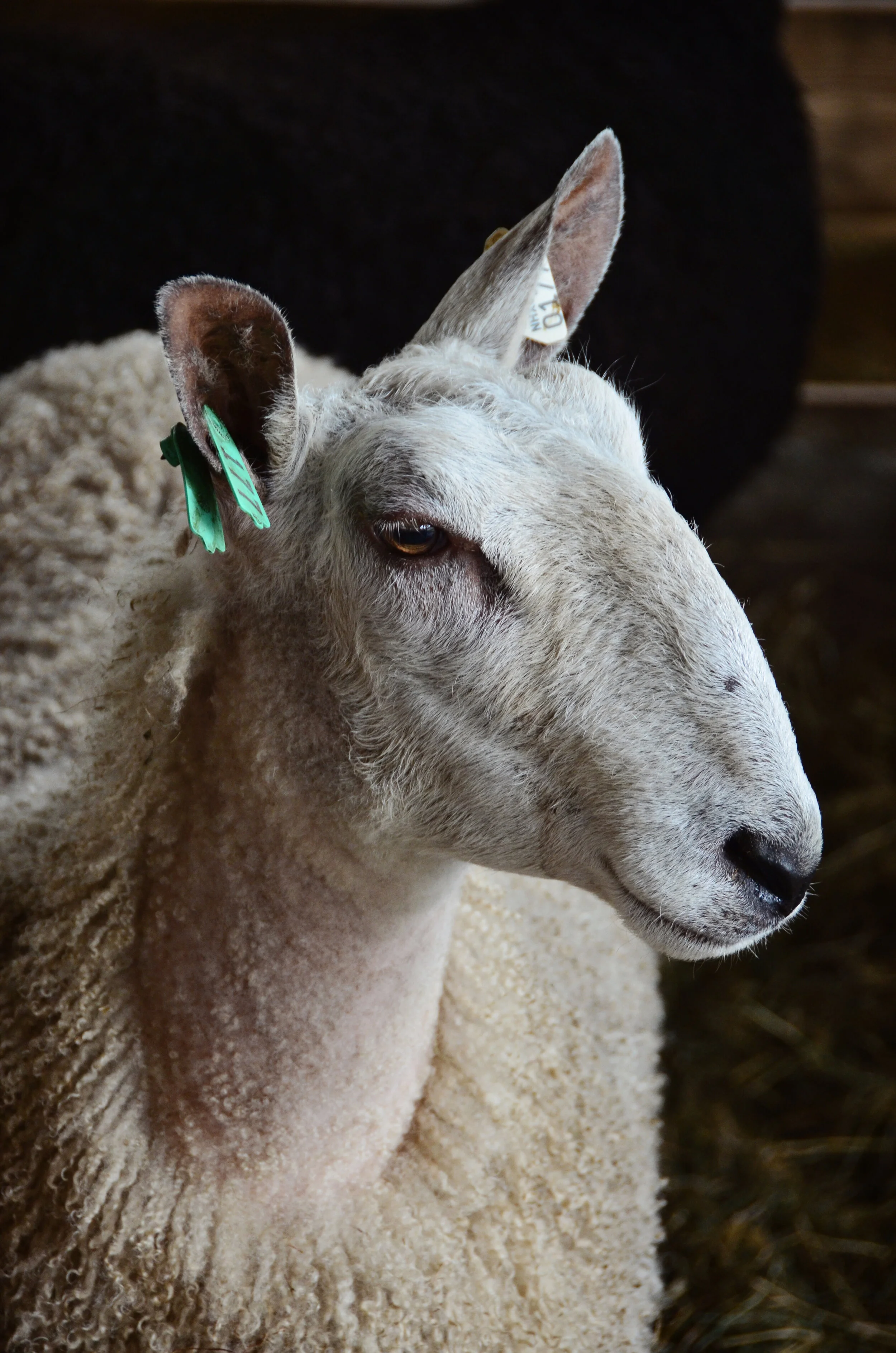 BFL-sheep_3012.JPG