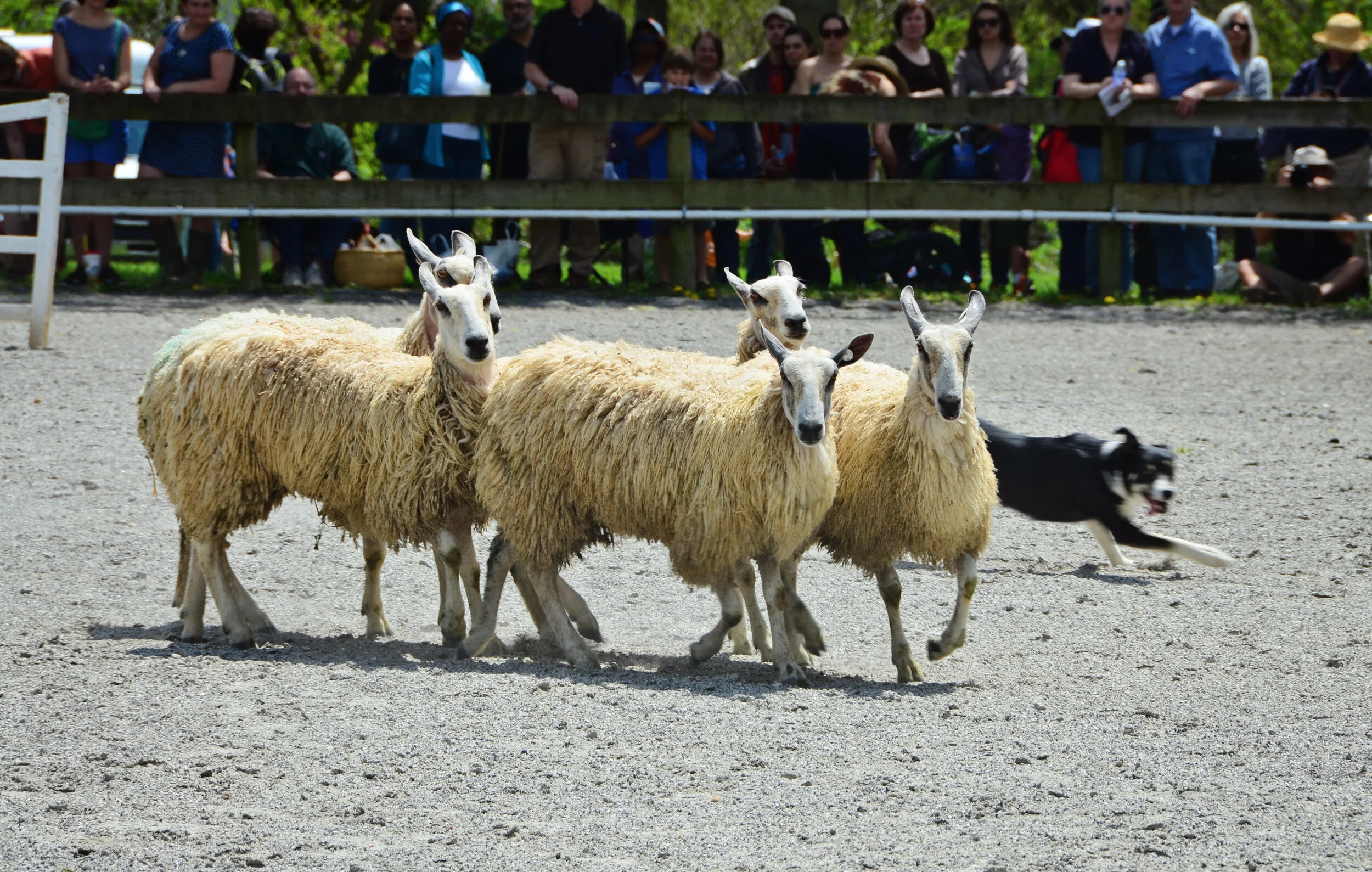 Sheep Herding demo 10.JPG