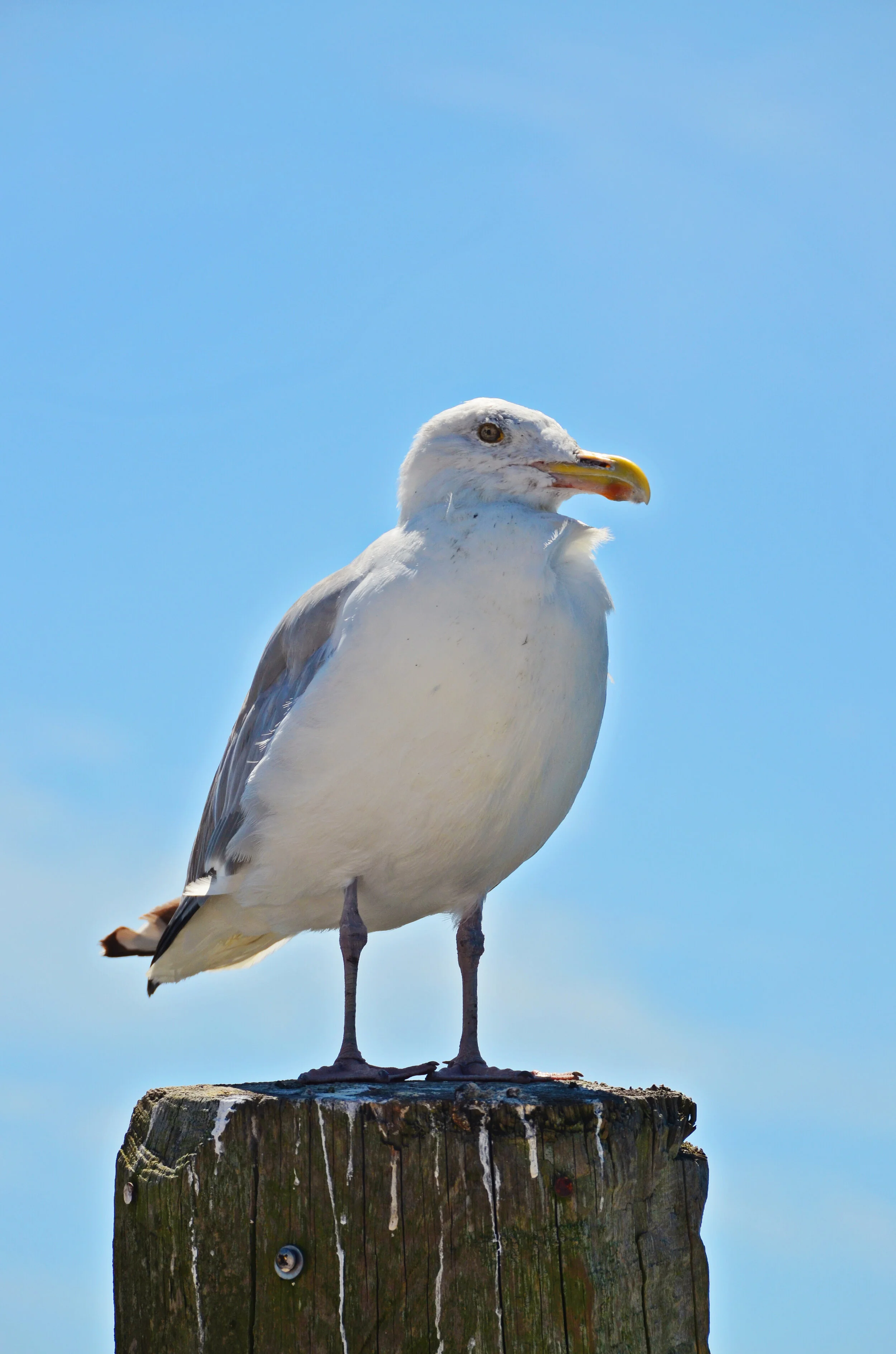 seagull 85.JPG