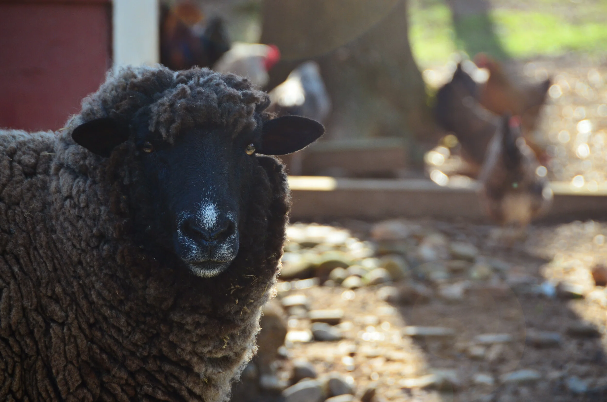 August Moon Sheep.JPG