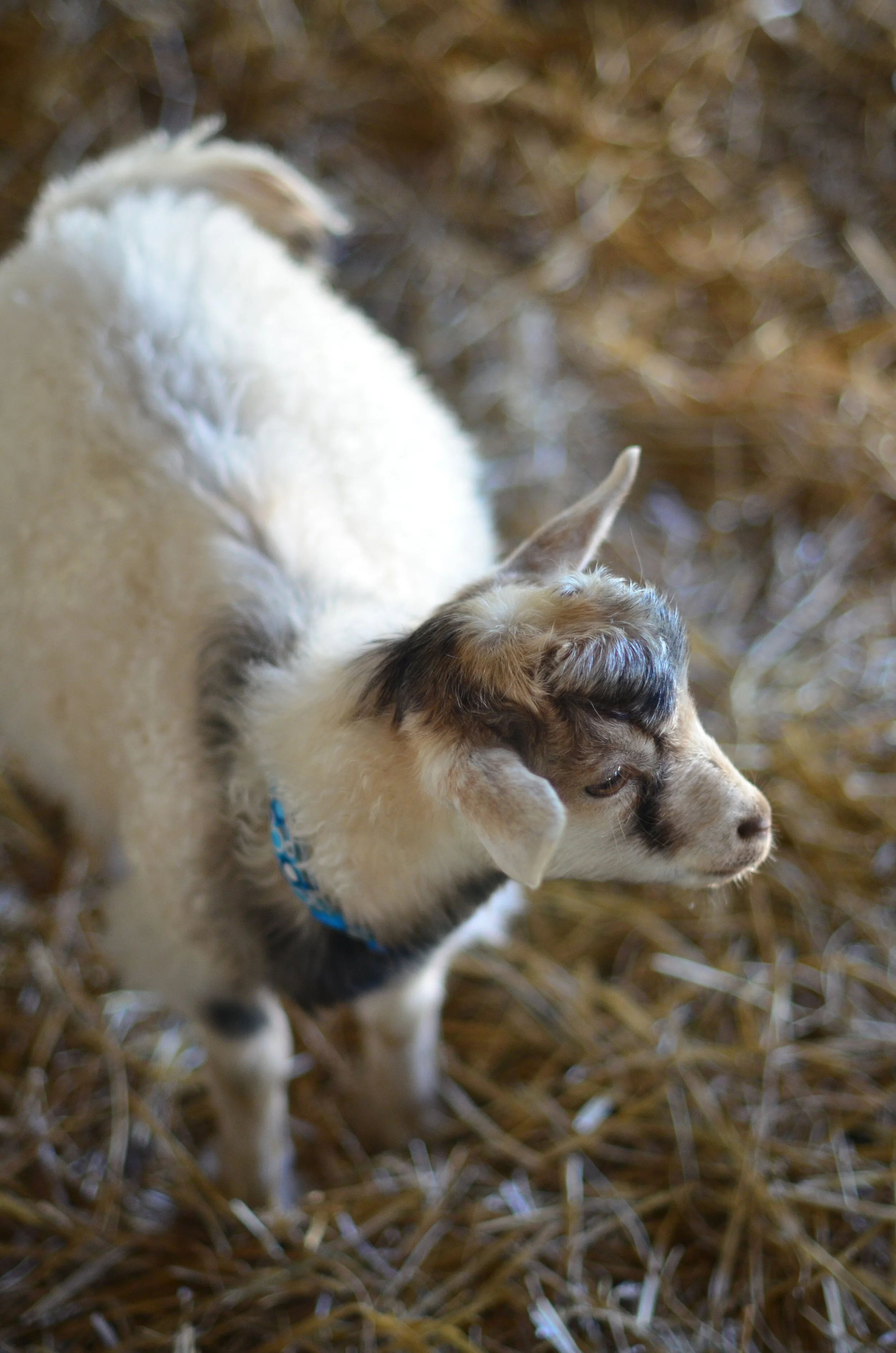 DSC_0622-pygora-goat.JPG