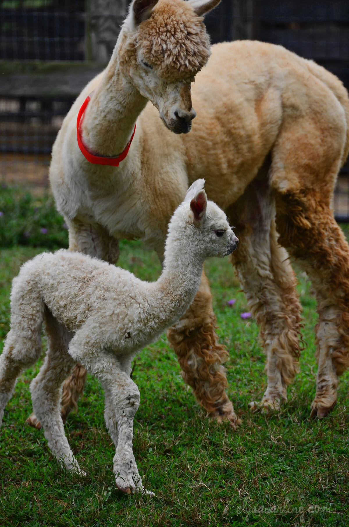 alpaca-cria-w.jpeg