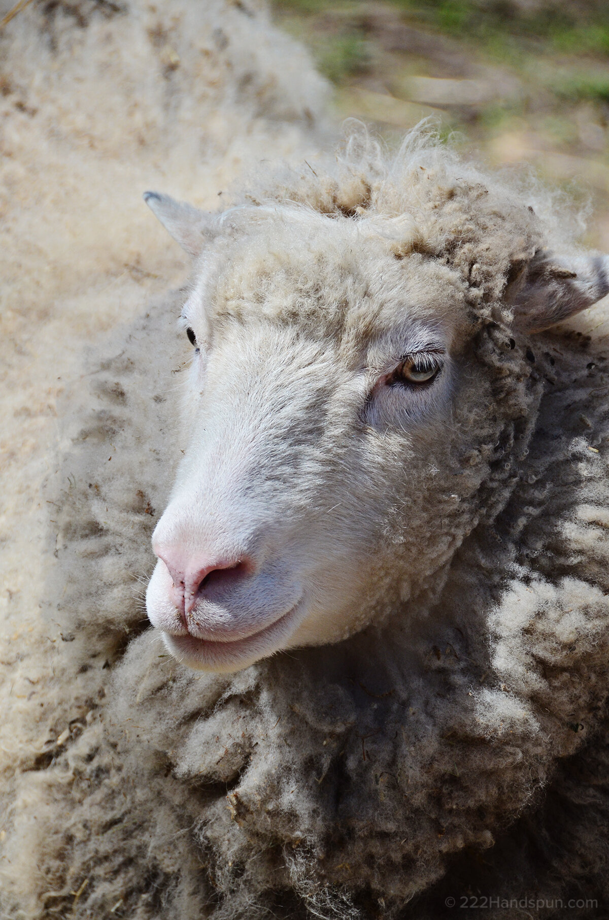 August+Moon+Farm (4).jpeg