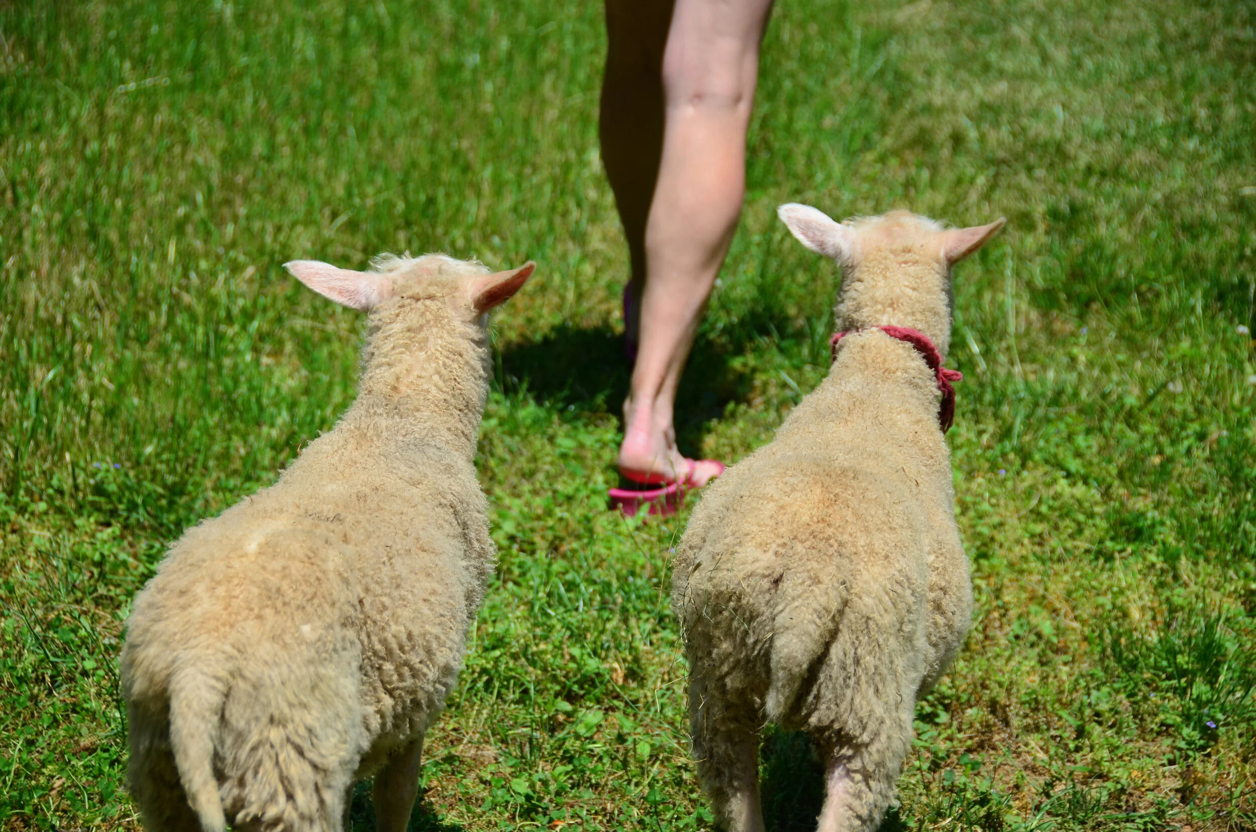 pink and orange following.jpeg