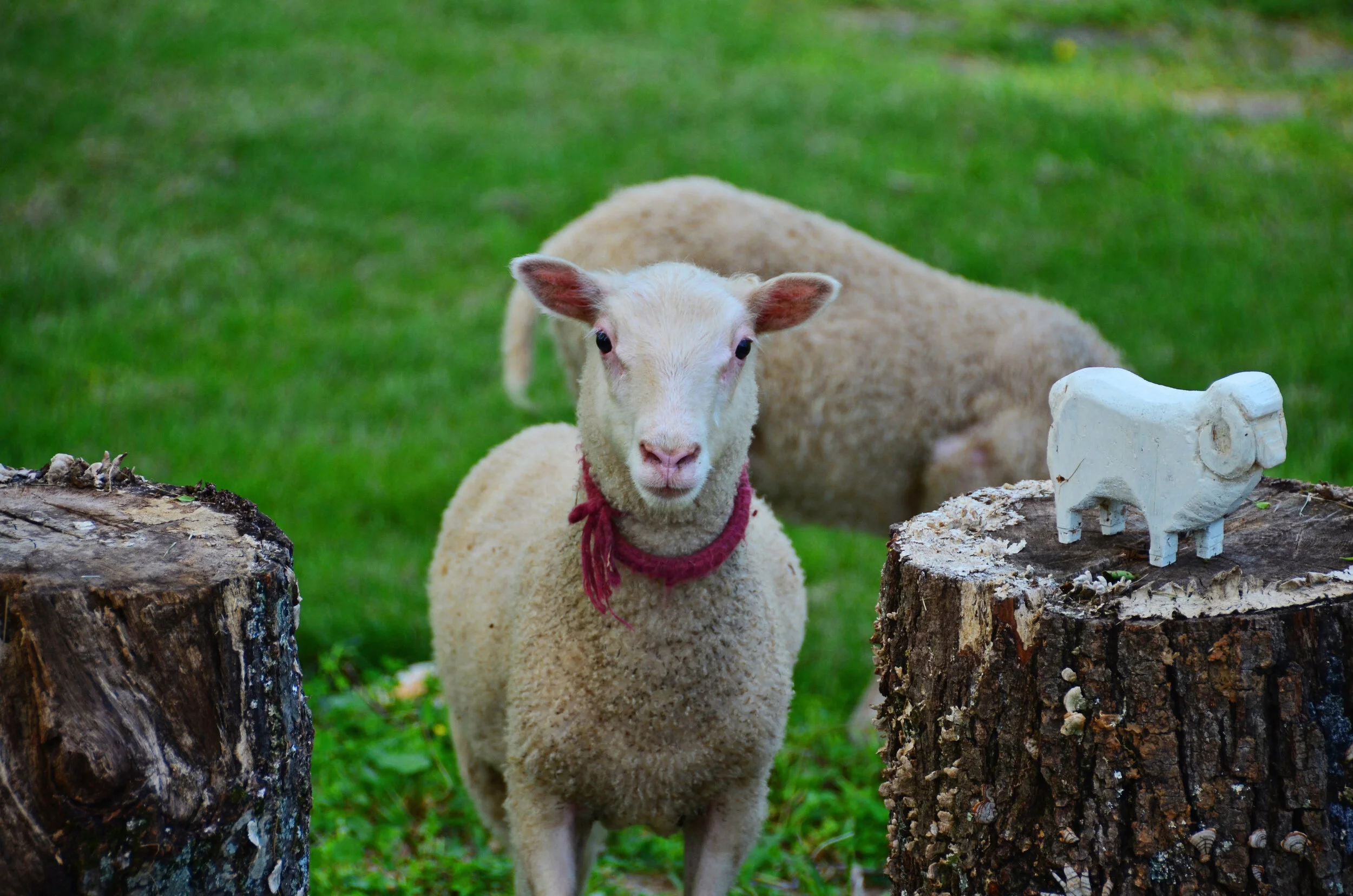 pink and orange.jpeg