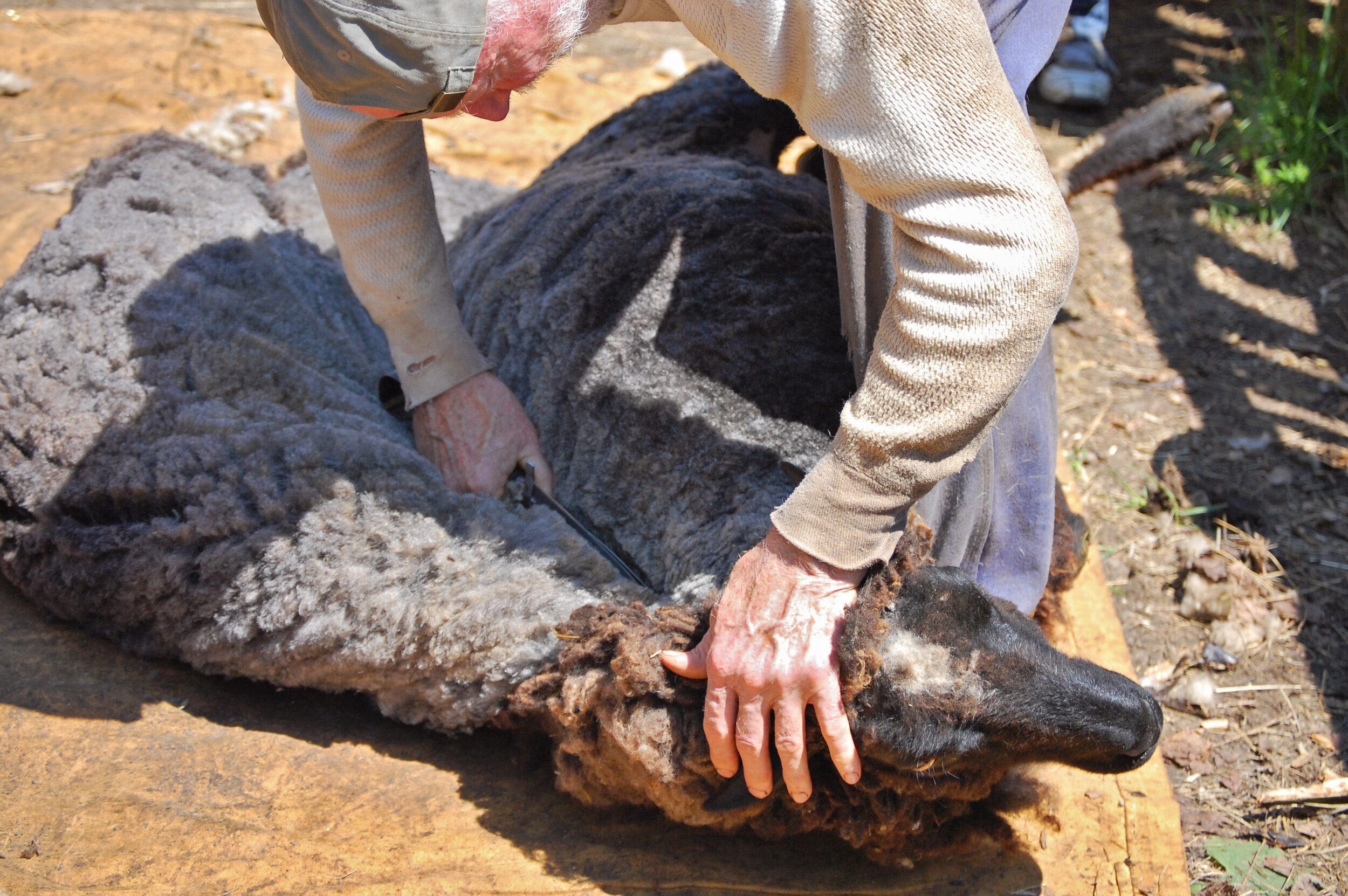 sheep being sheared.jpeg