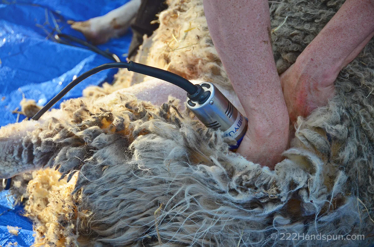 Sheep+Shearing (1).jpeg