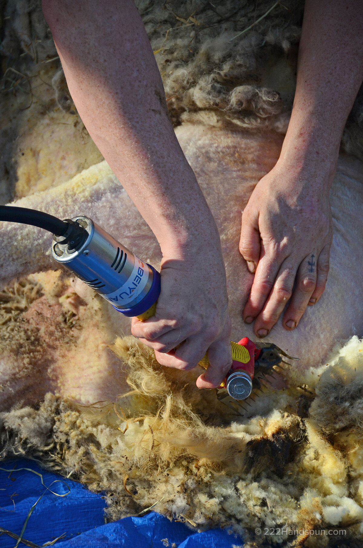 Sheep+shearing (2).jpeg