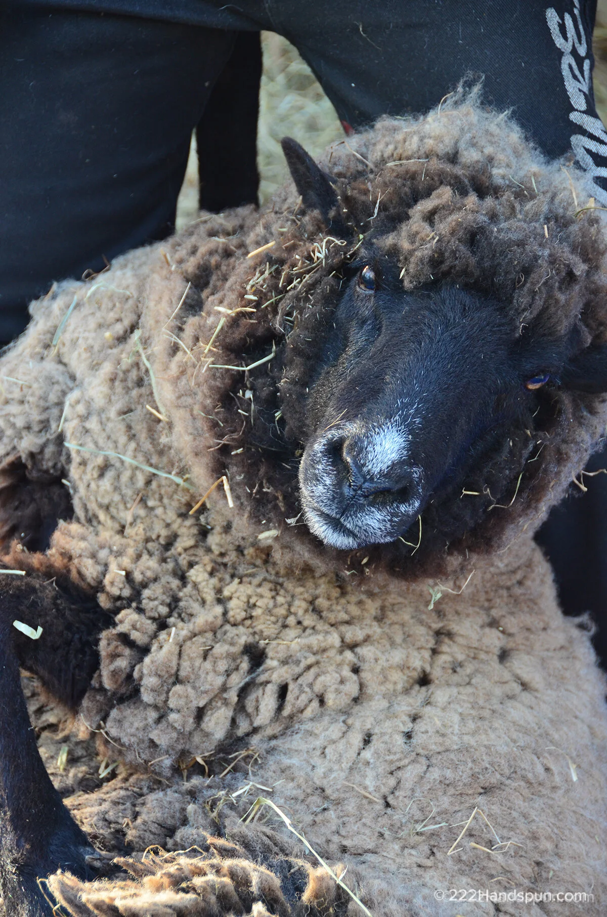 Sheep+shearing (3).jpeg