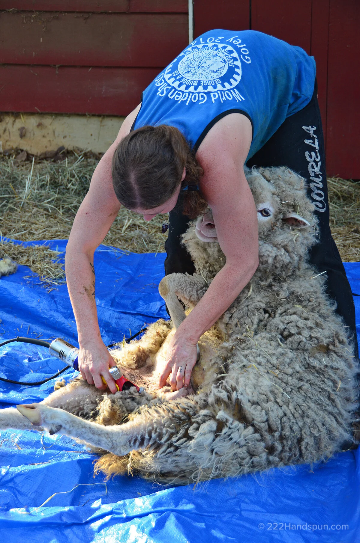 Sheep+Shearing.jpeg
