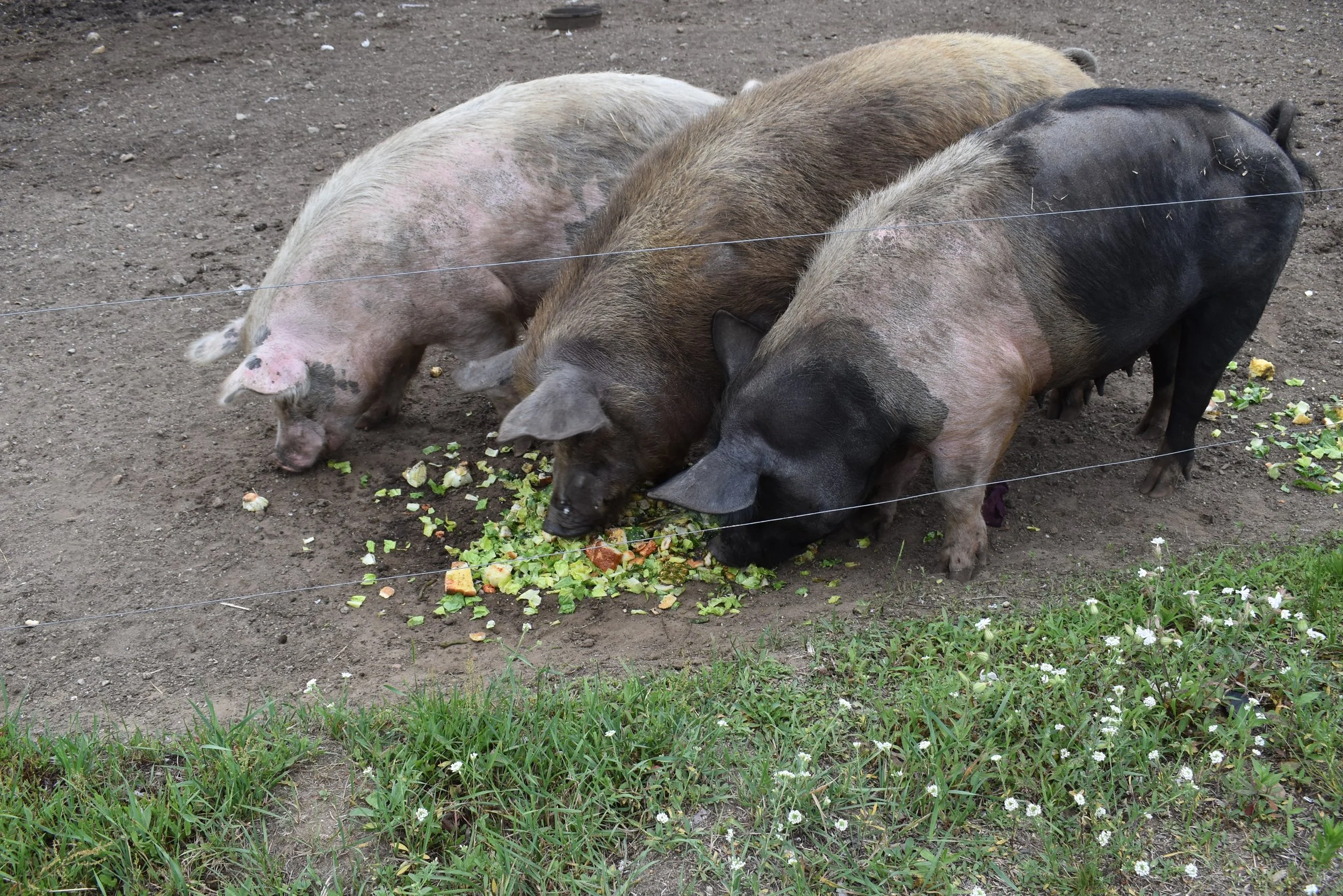 This little piggy went to the market...