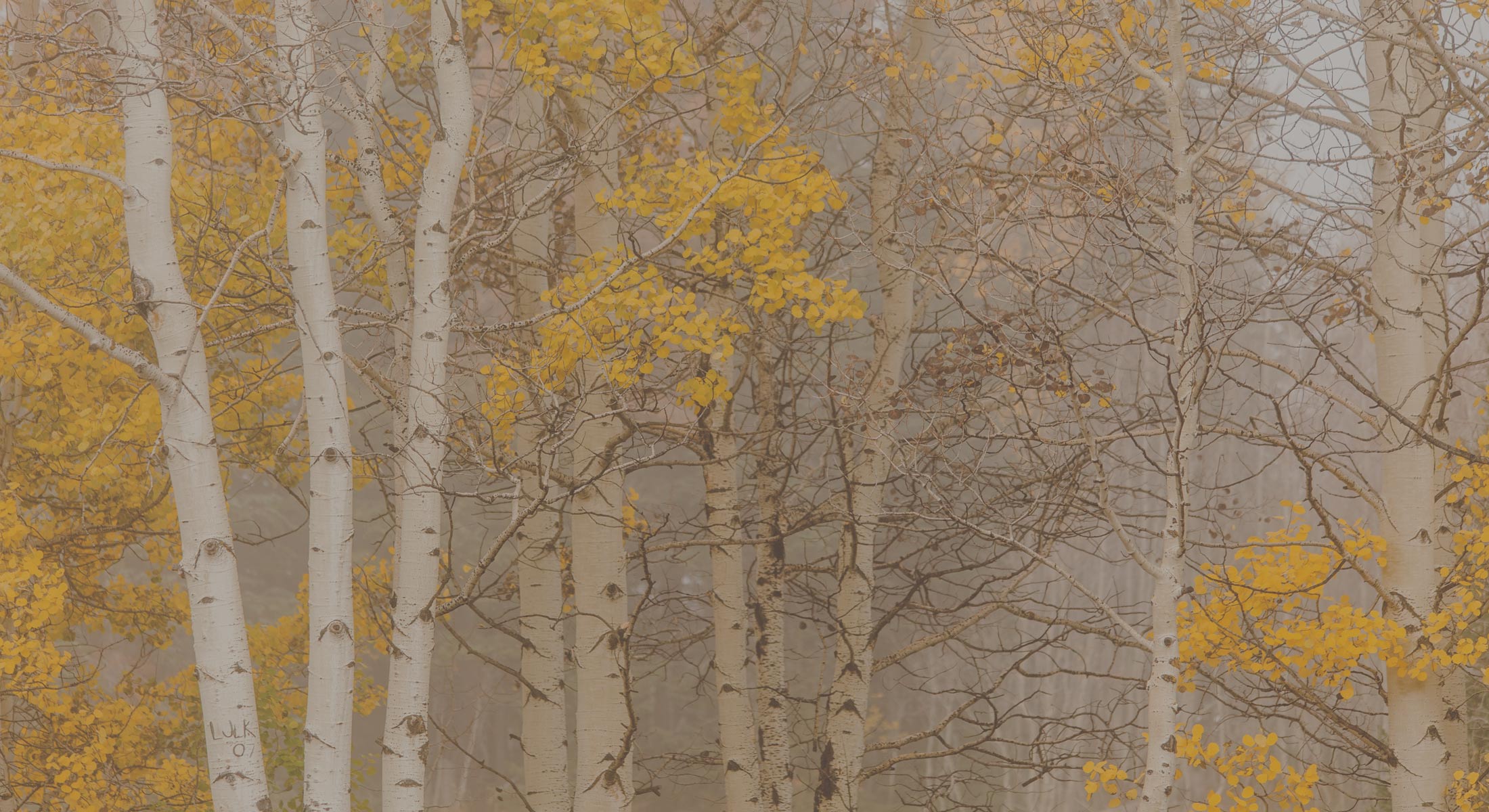 NewBanner-20.jpg