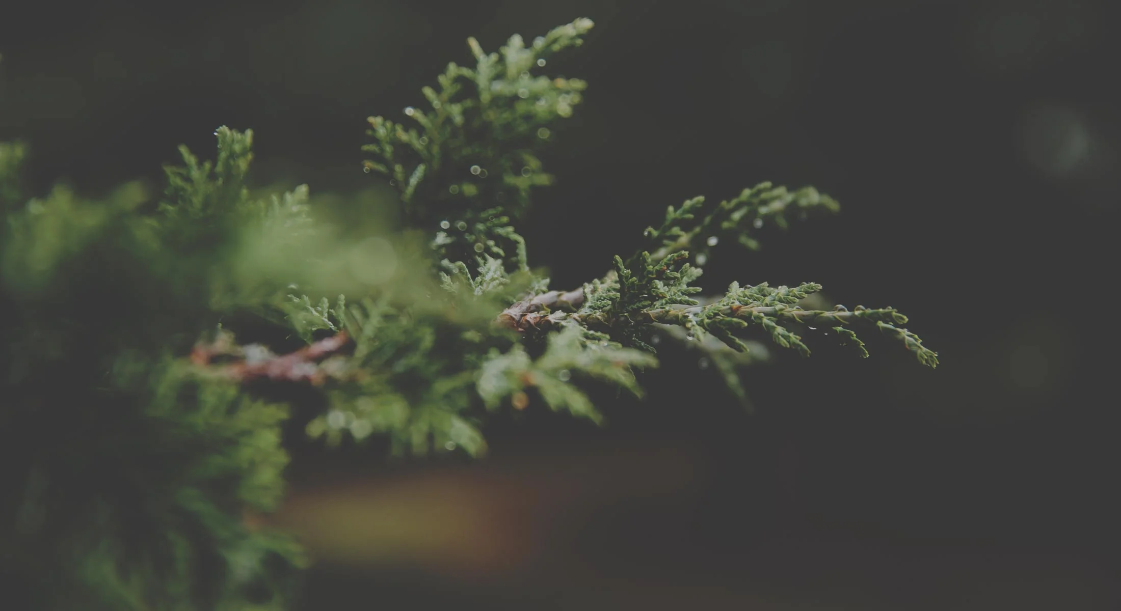 NewBanner-8.jpg