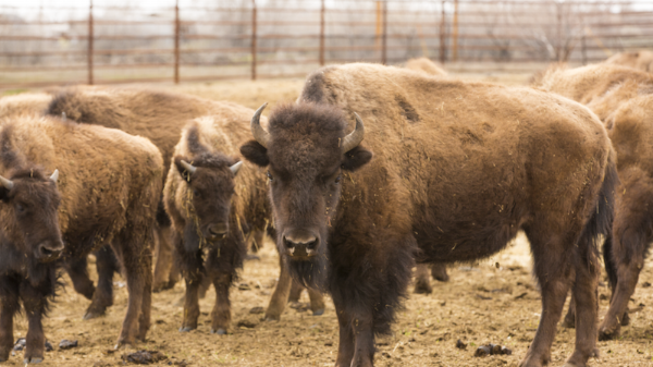 Bison Website .png