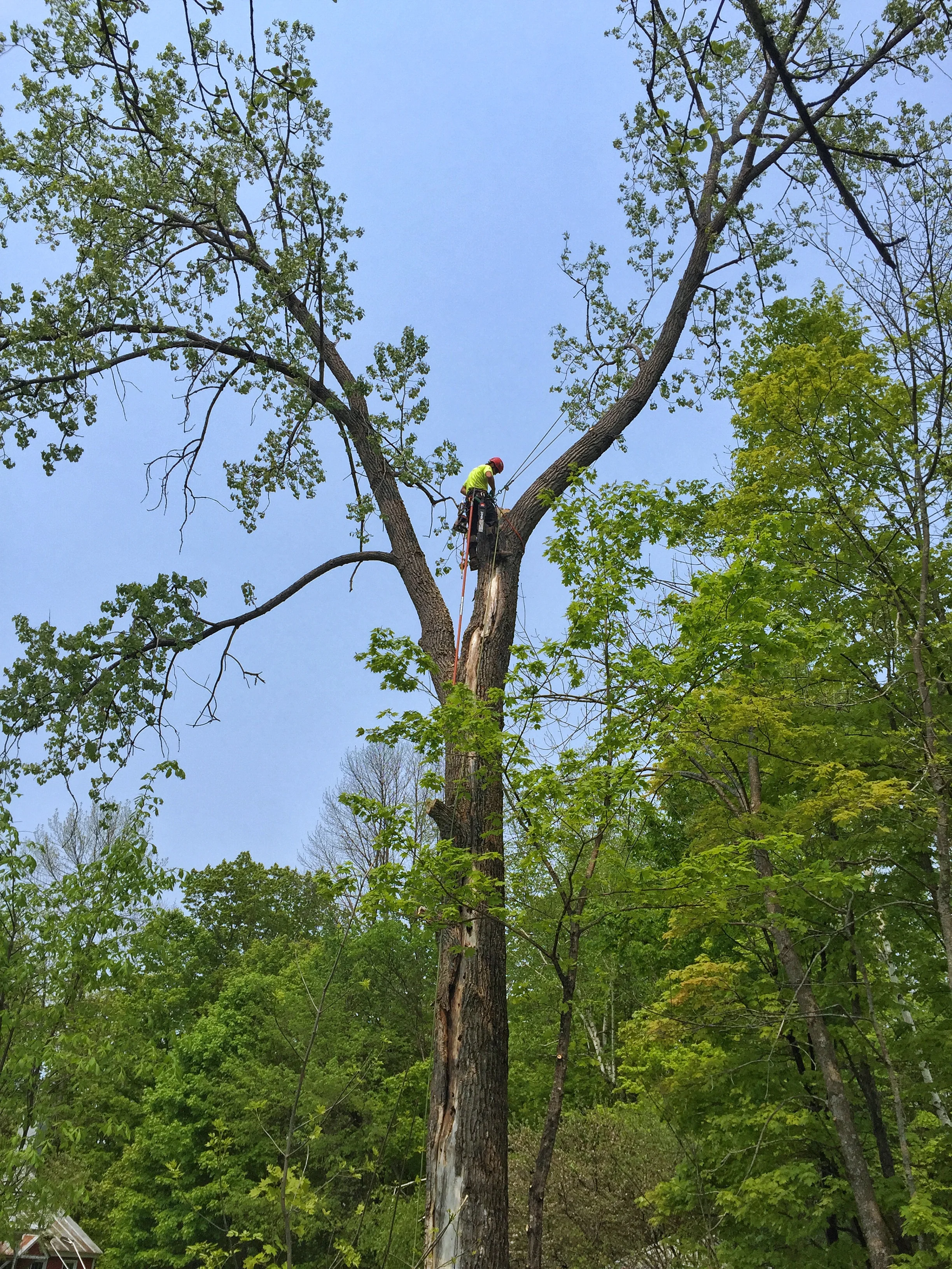 cottonwood1.JPG