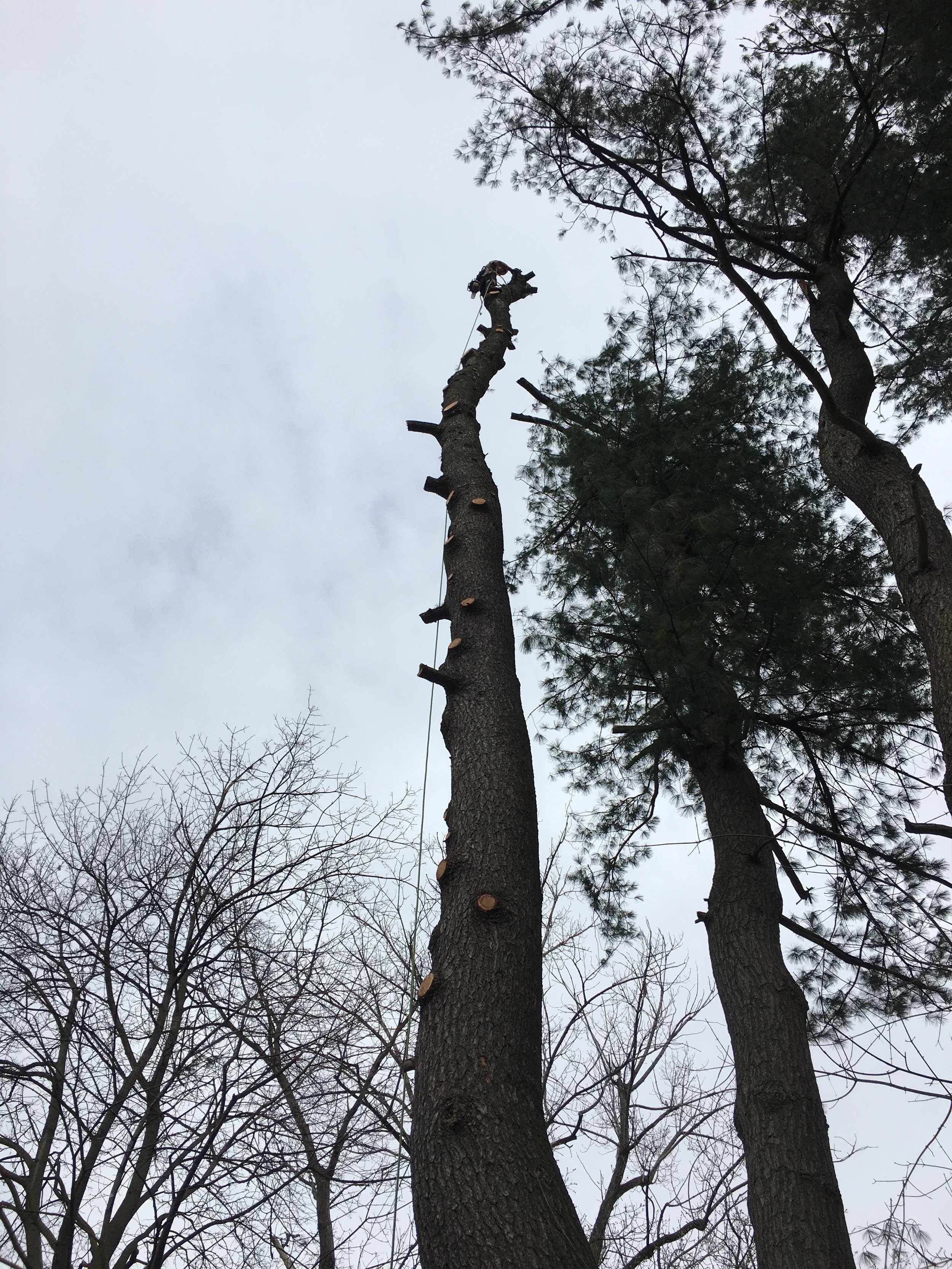 pine_burlington.JPG