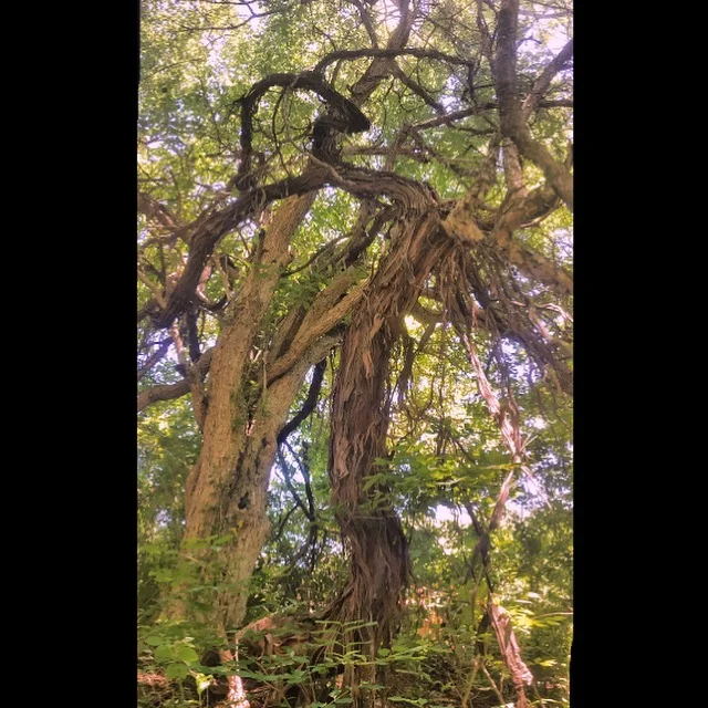 Grape and hawthorn.JPG