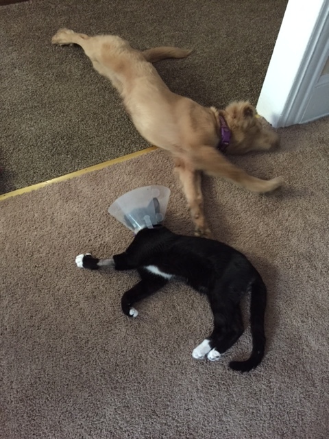 tessa and sammy with cone.JPG