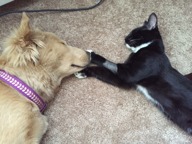 Tessa and Sammy nose to nose.JPG