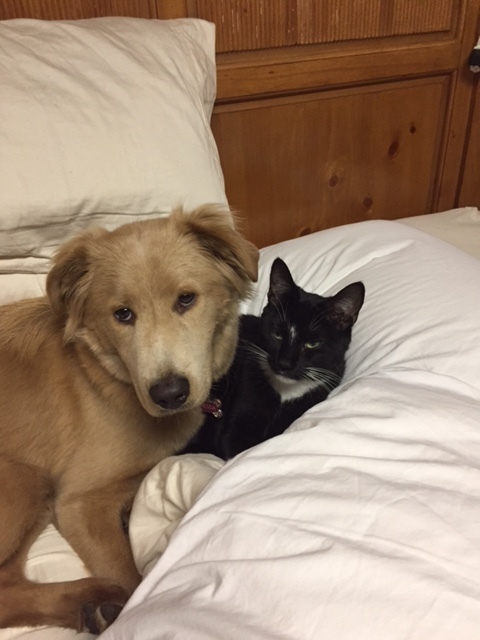 Tessa and Sammy snuggled on bed.JPG