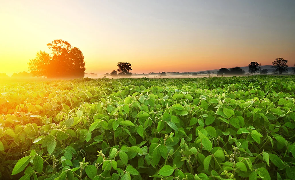 About-Riverhead-Bean-Distribution.jpg