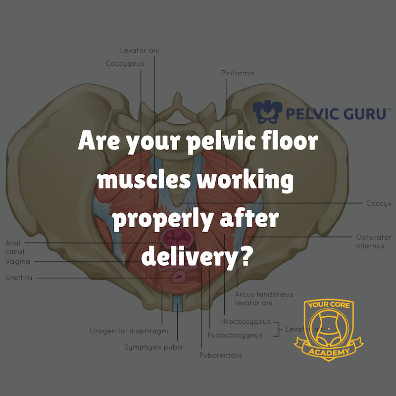Pelvic floor.png