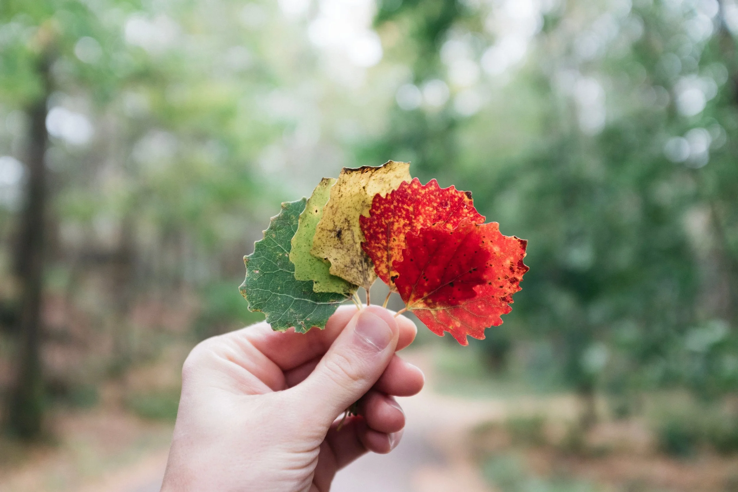 change leaves in hand.jpg