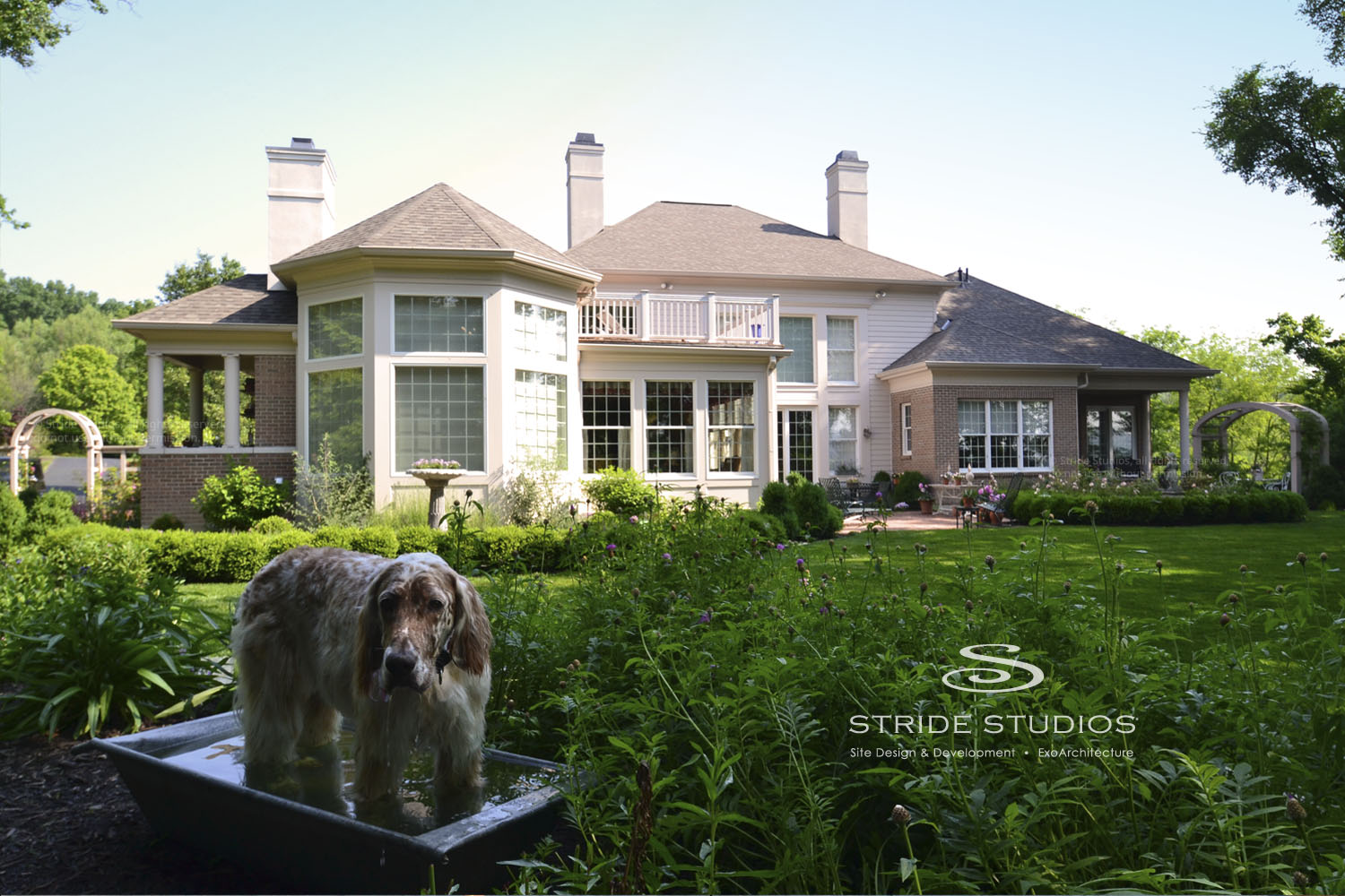 40-stride-studios-private-garden-space-water-spaniel-dog.jpg