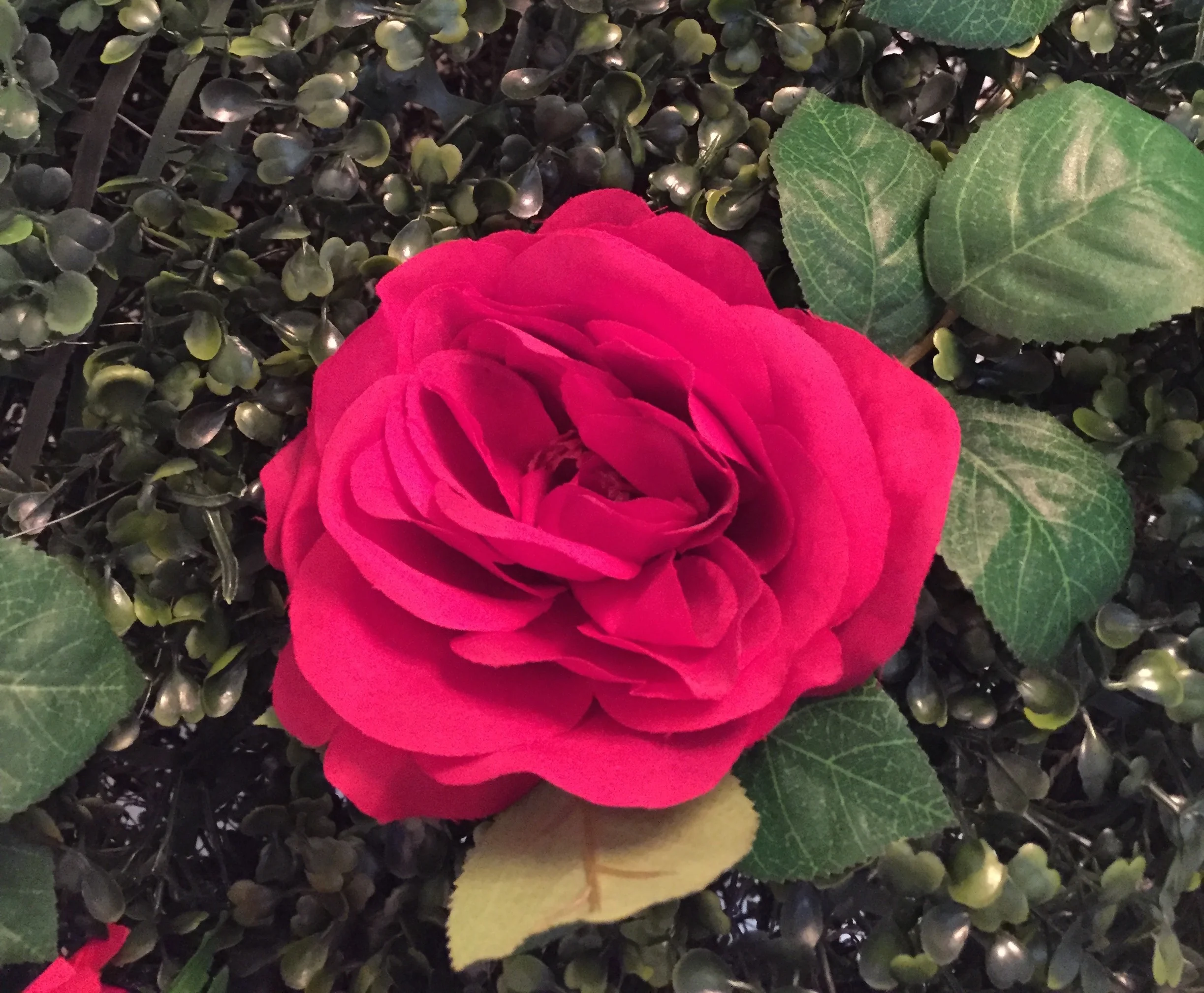 03 Pic 3 Rose Banner.jpeg