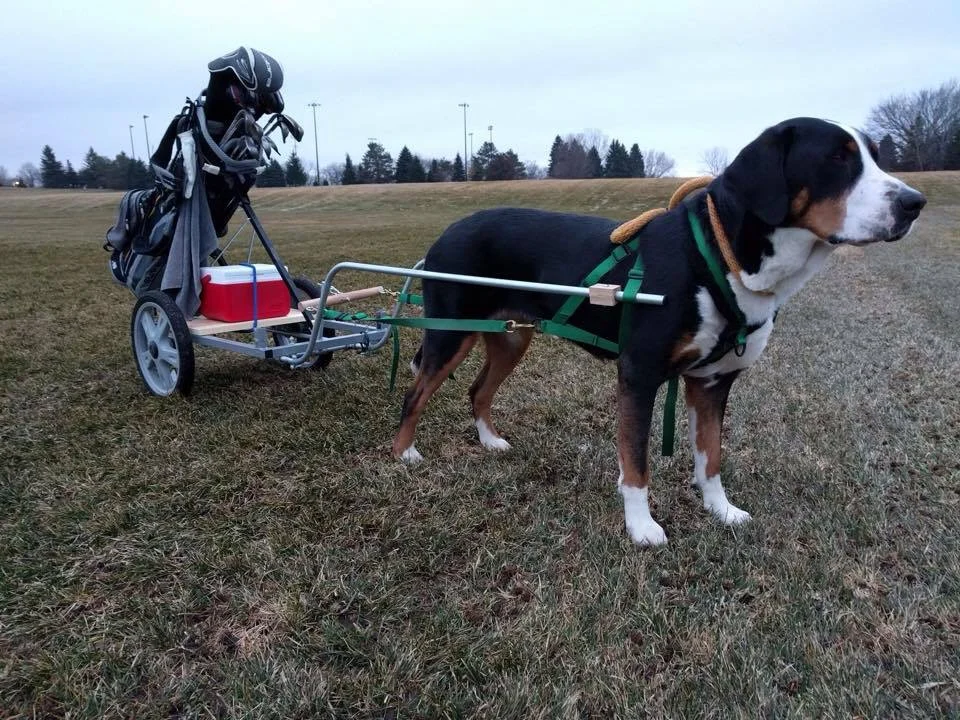 swiss mountain dog price