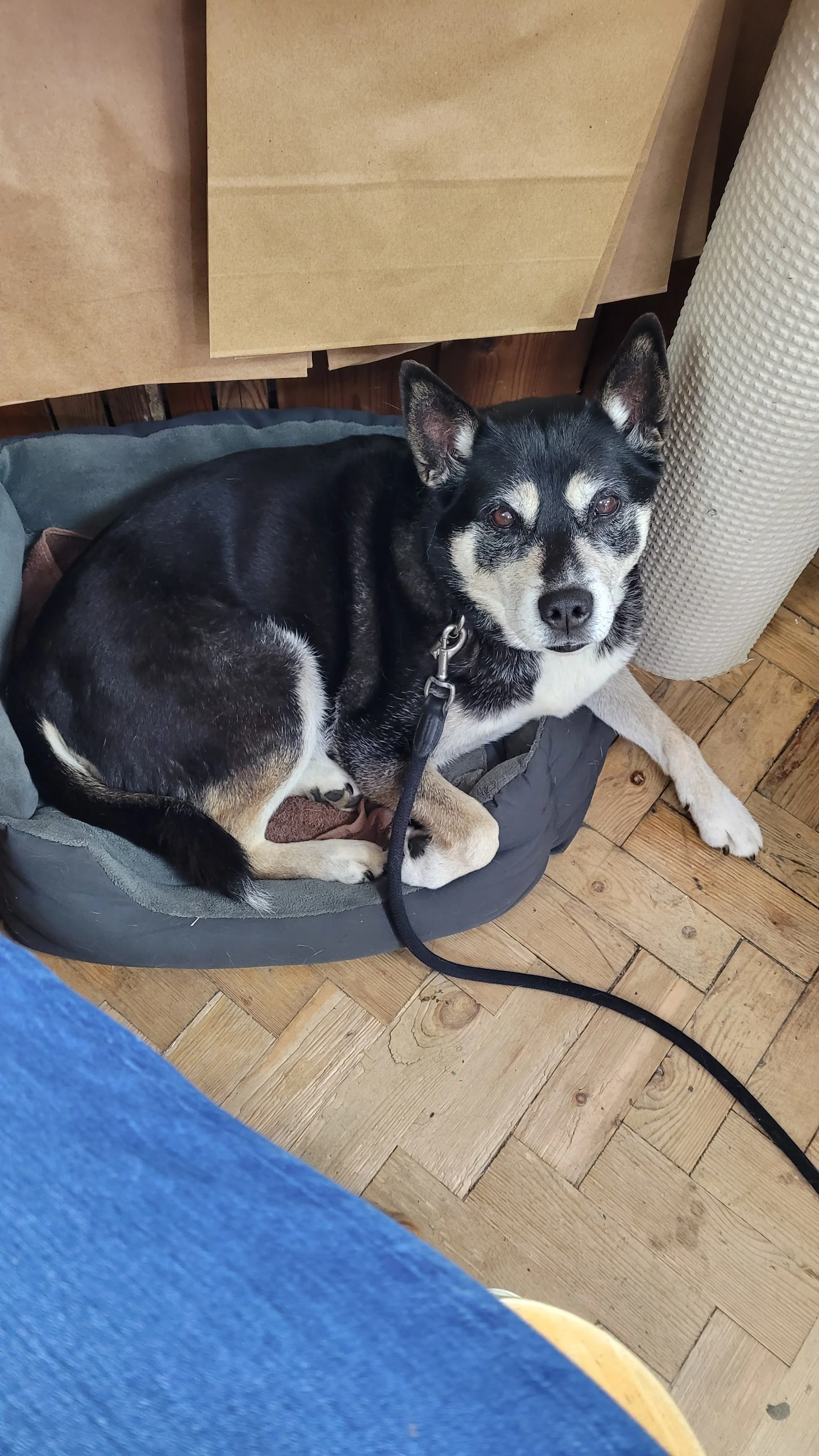 Betty, the shop dog!.jpg
