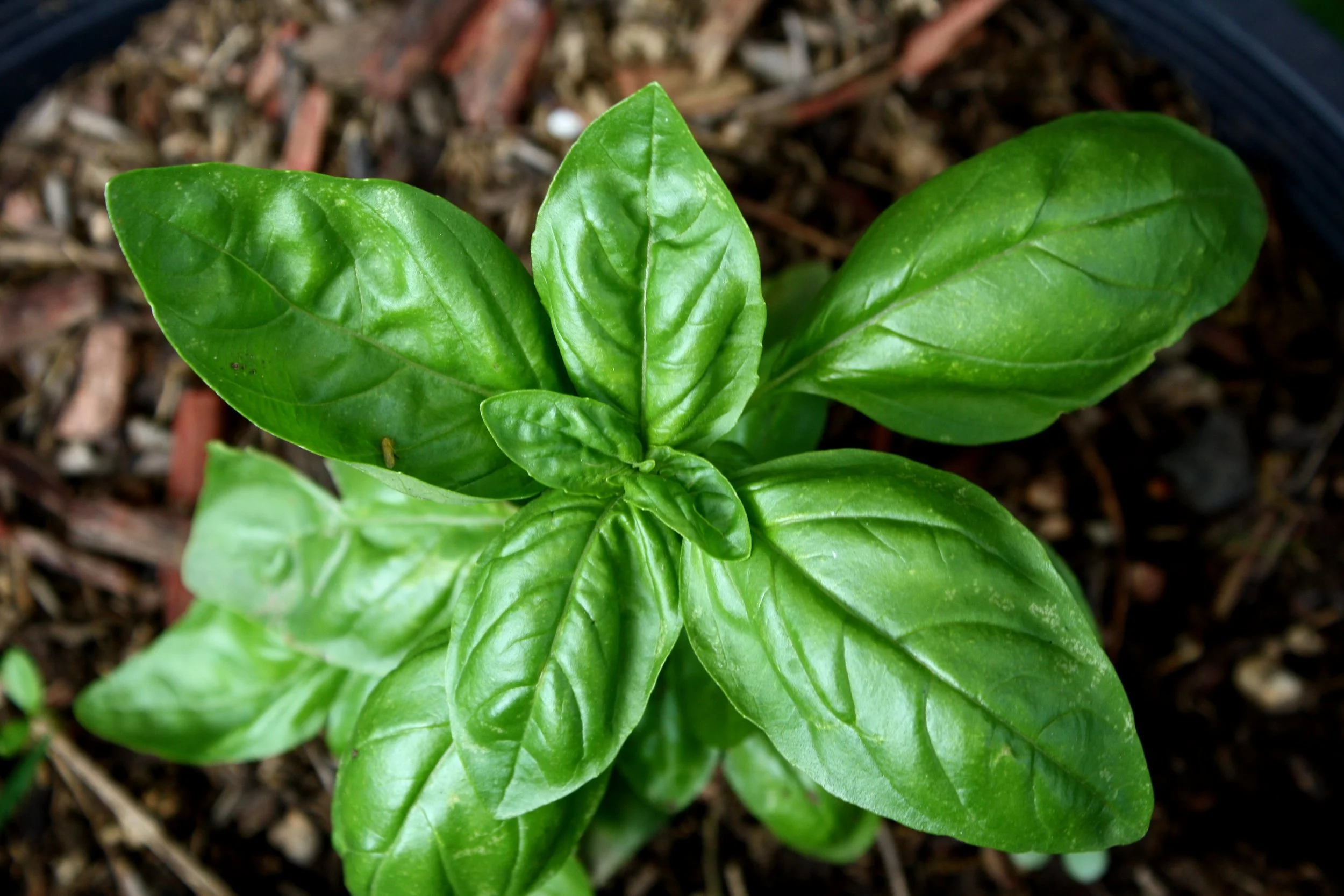 Basil: One of the Healthiest Herbs