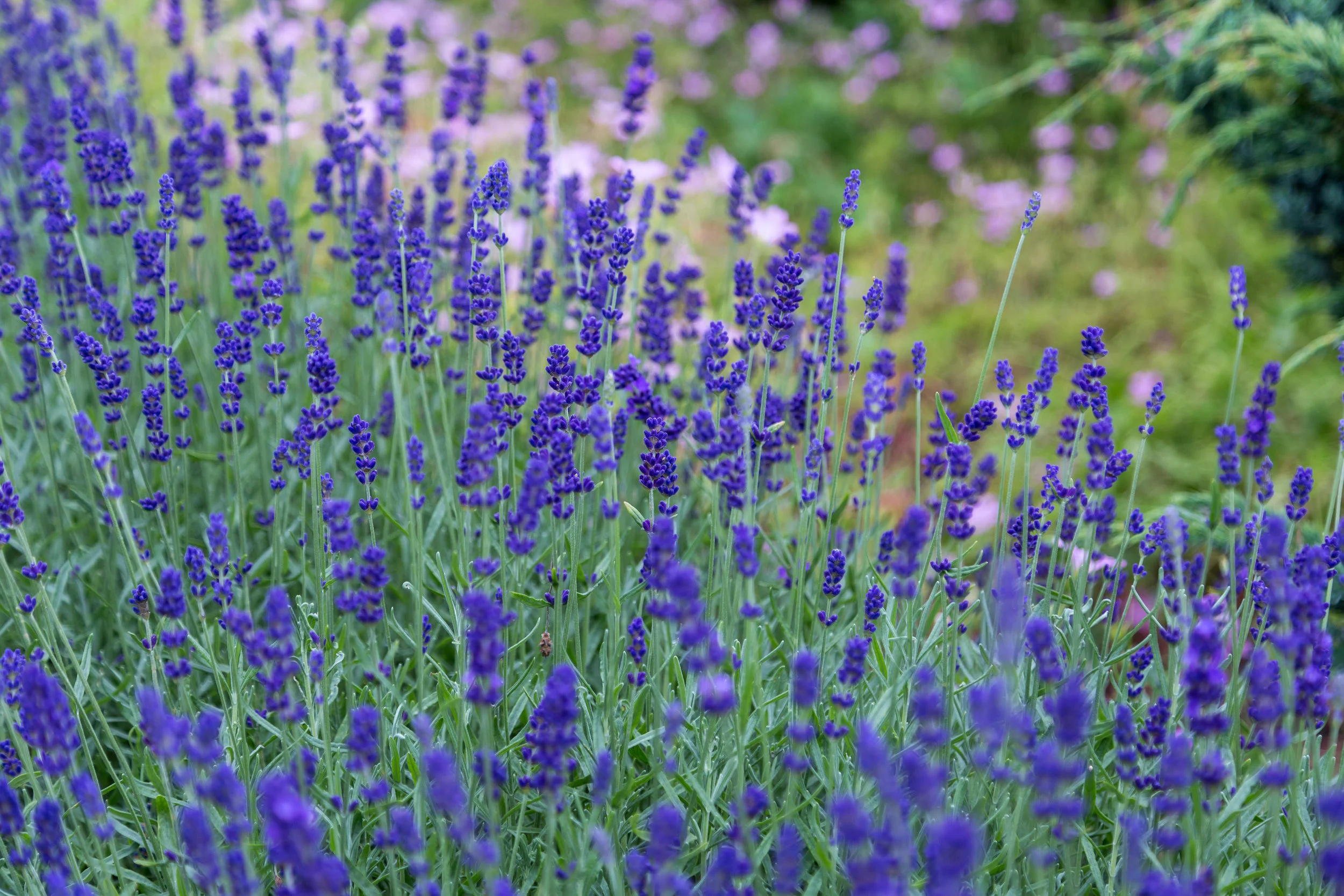 Lavender Benefits 