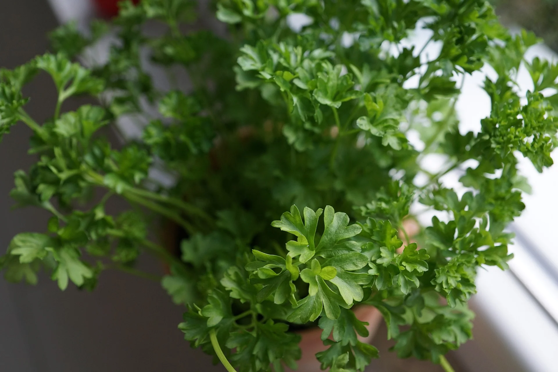 Powerful Parsley 