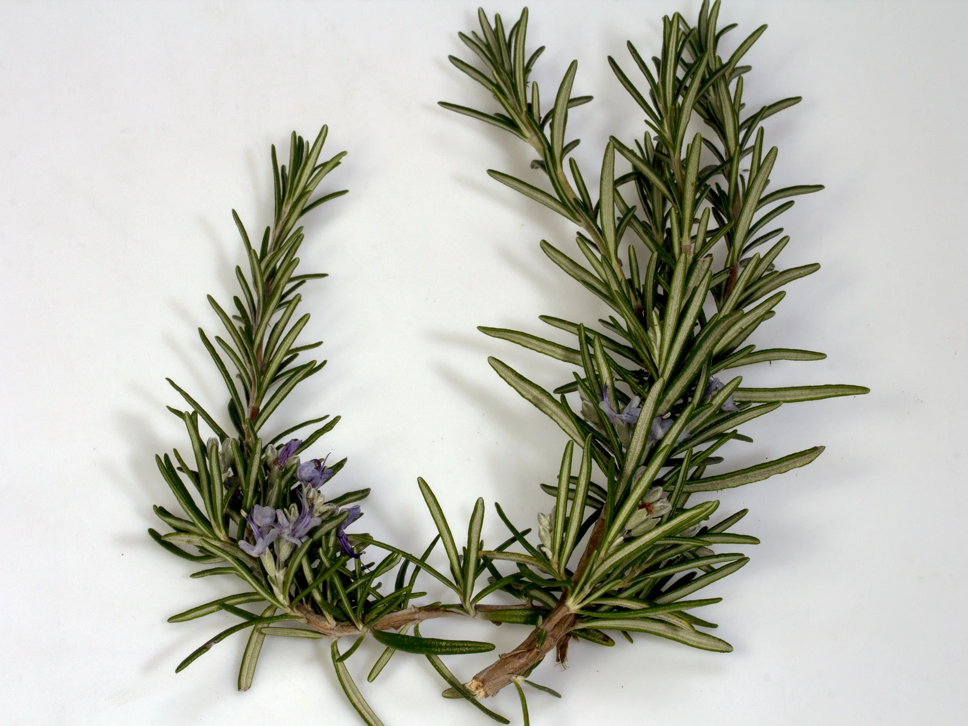Health Benefits of Rosemary