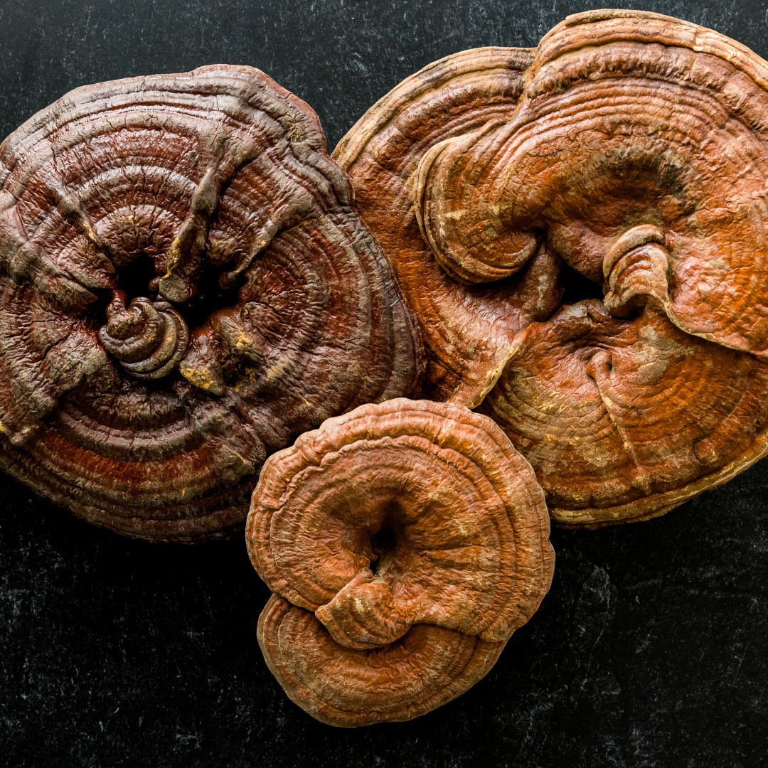 Health Benefits of Agarikon Mushroom 