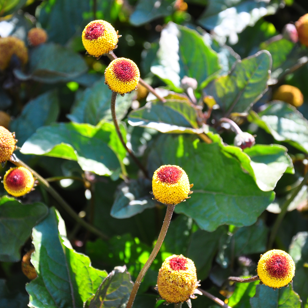 Health Benefits of Spilanthes Acmella 