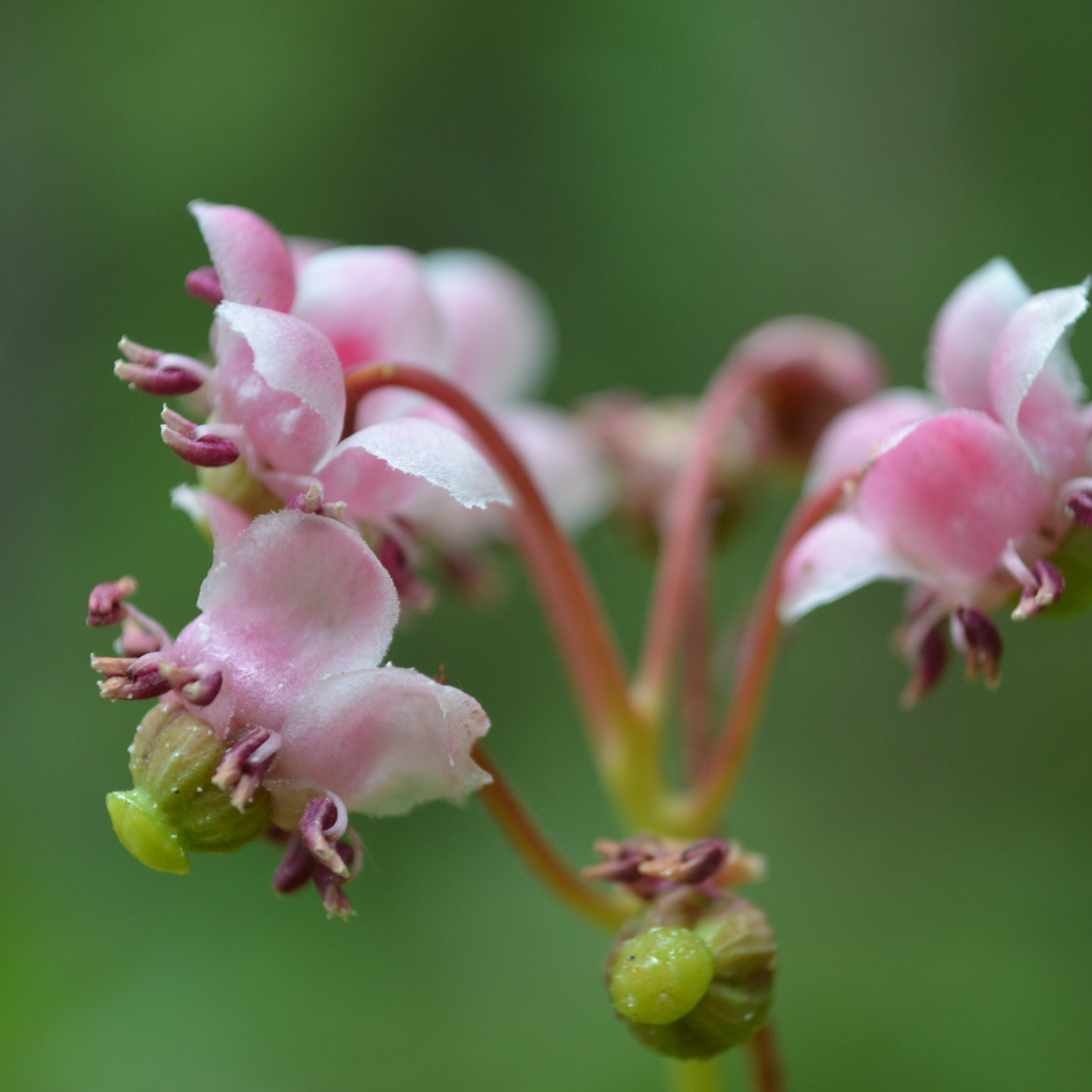 Health Benefits of Pipsissewa 