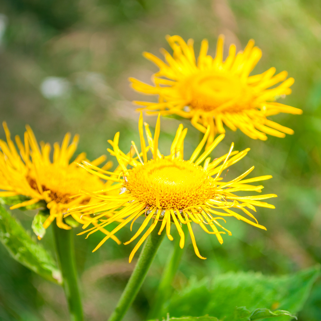 Health Benefits of Elecampane 