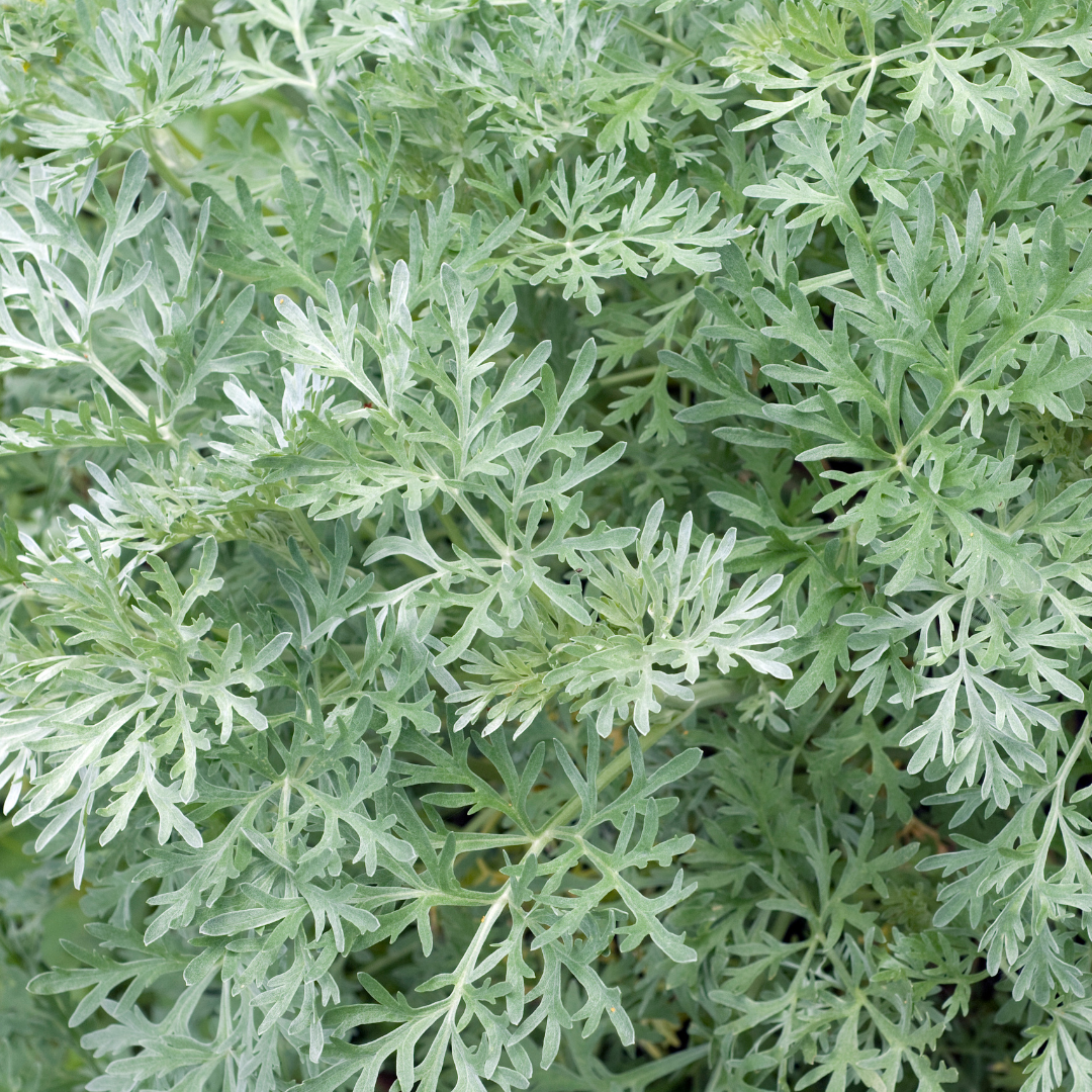Health Benefits of Wormwood 